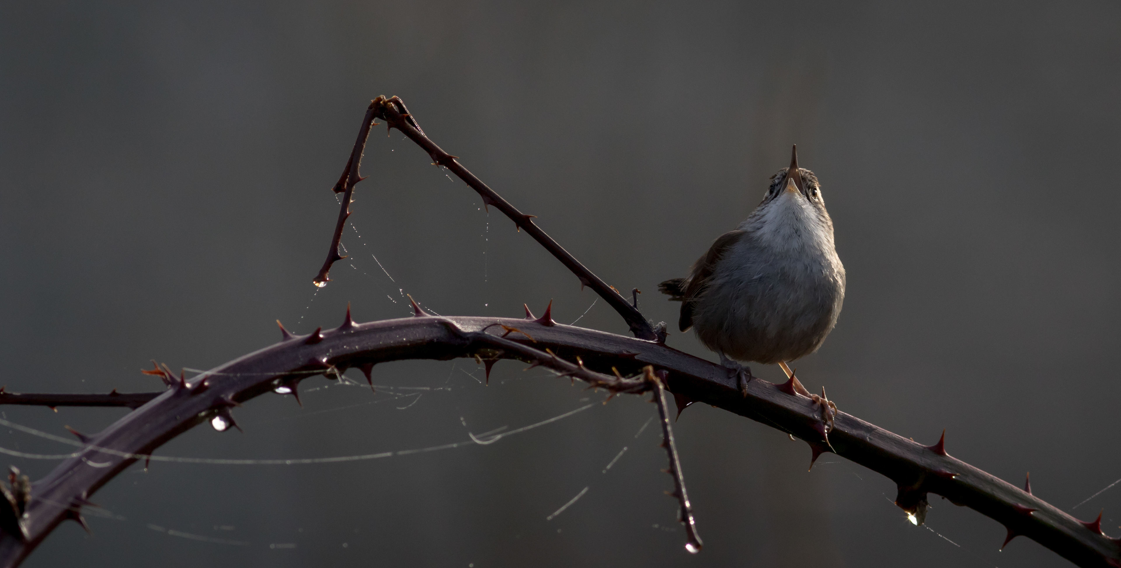 Bewick's Wren