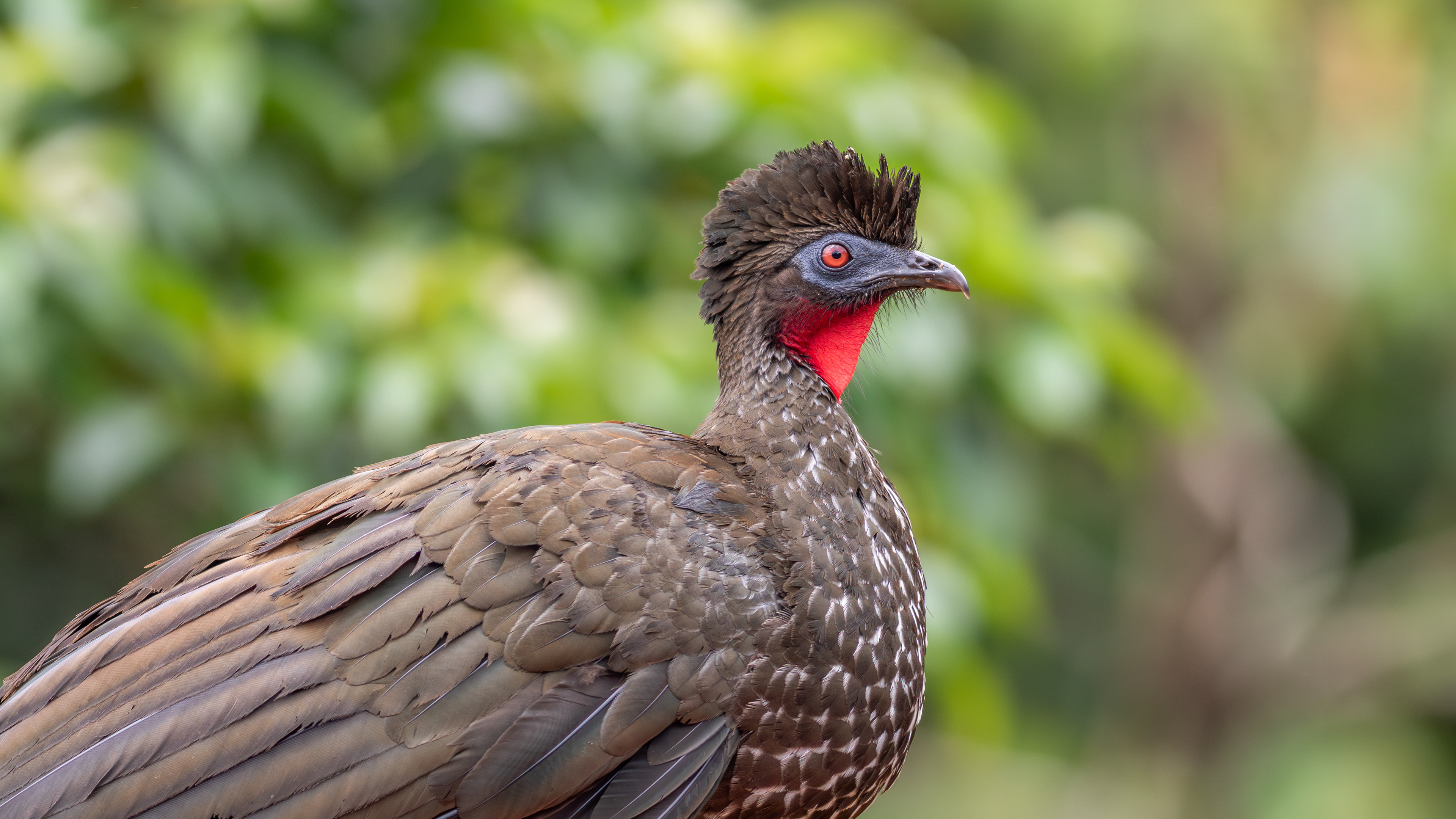 Crested Guan - Aranal Observatory