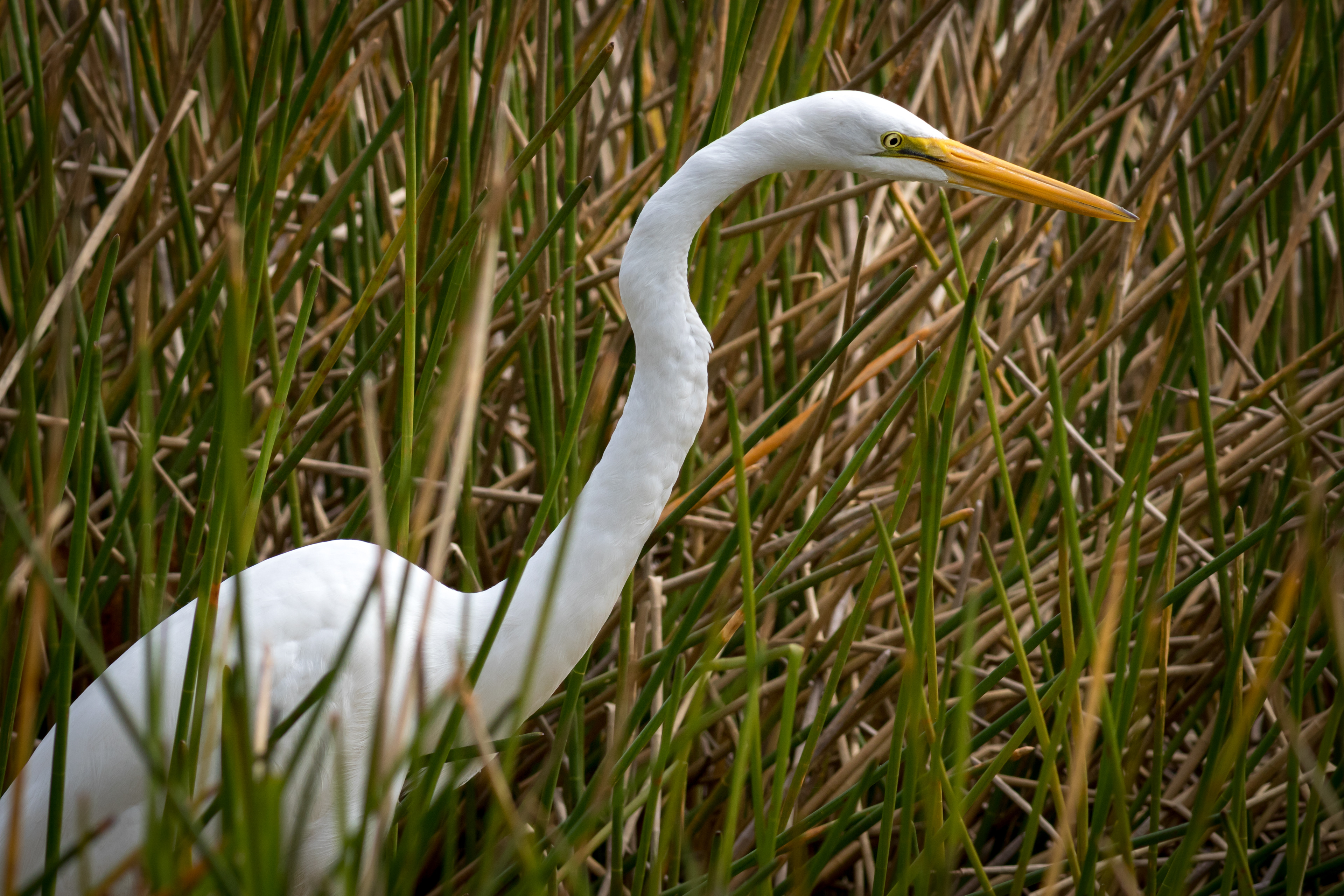 Great Egret - Florida