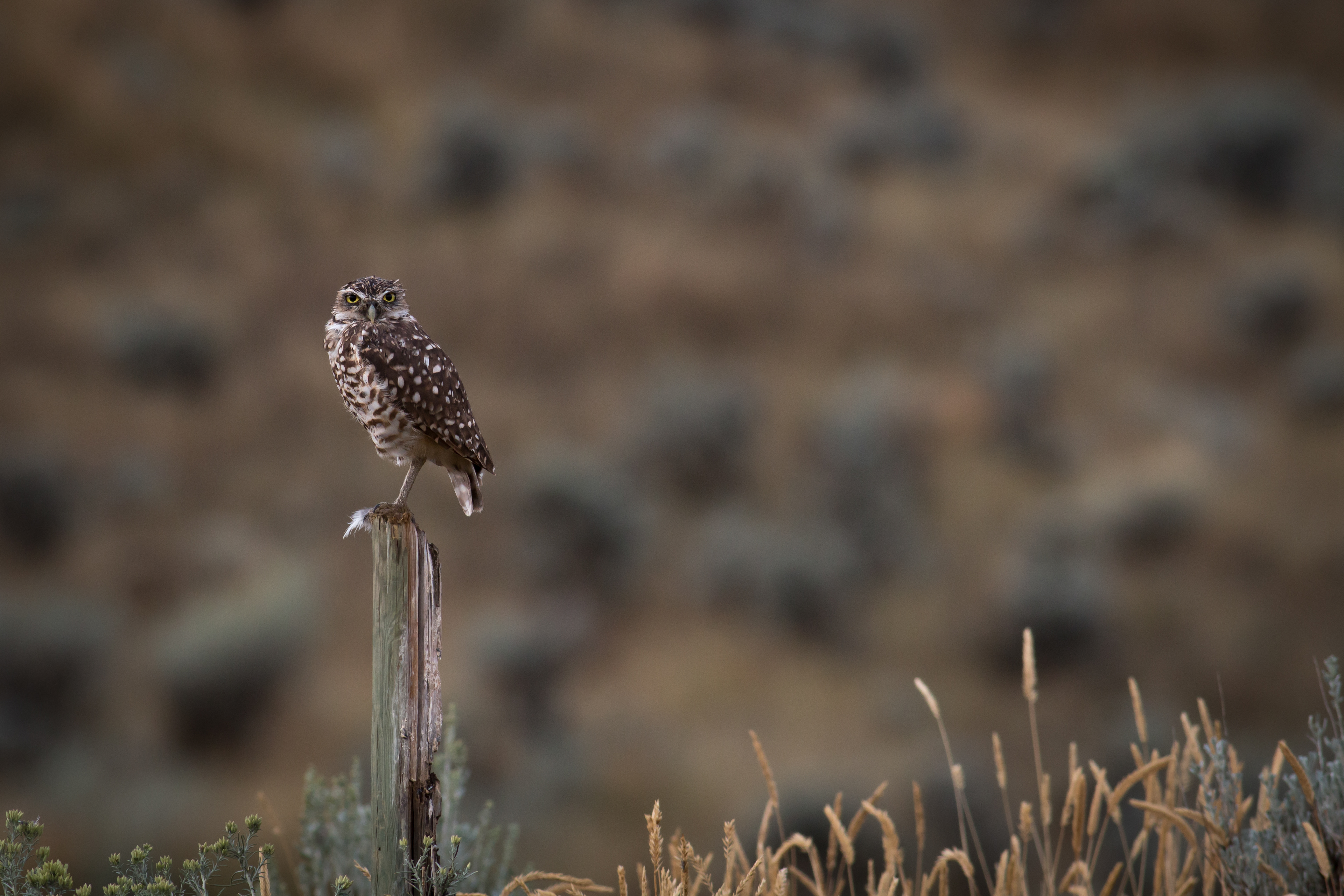 Burrowing Owl - BC