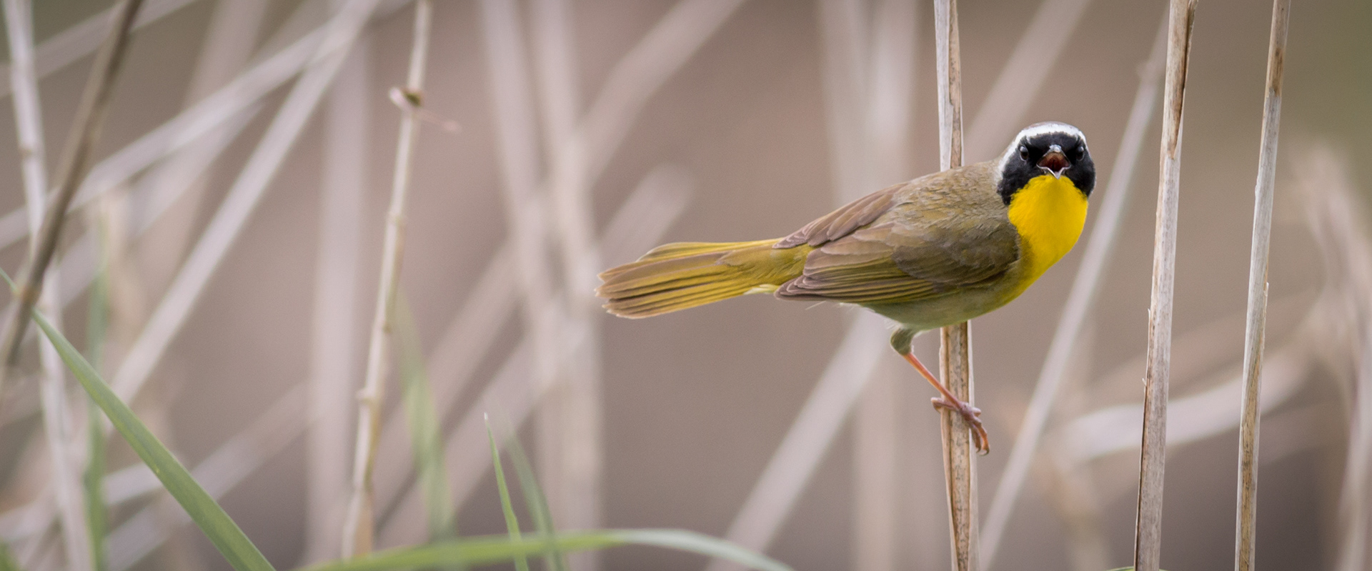 Common Yellowthroat
