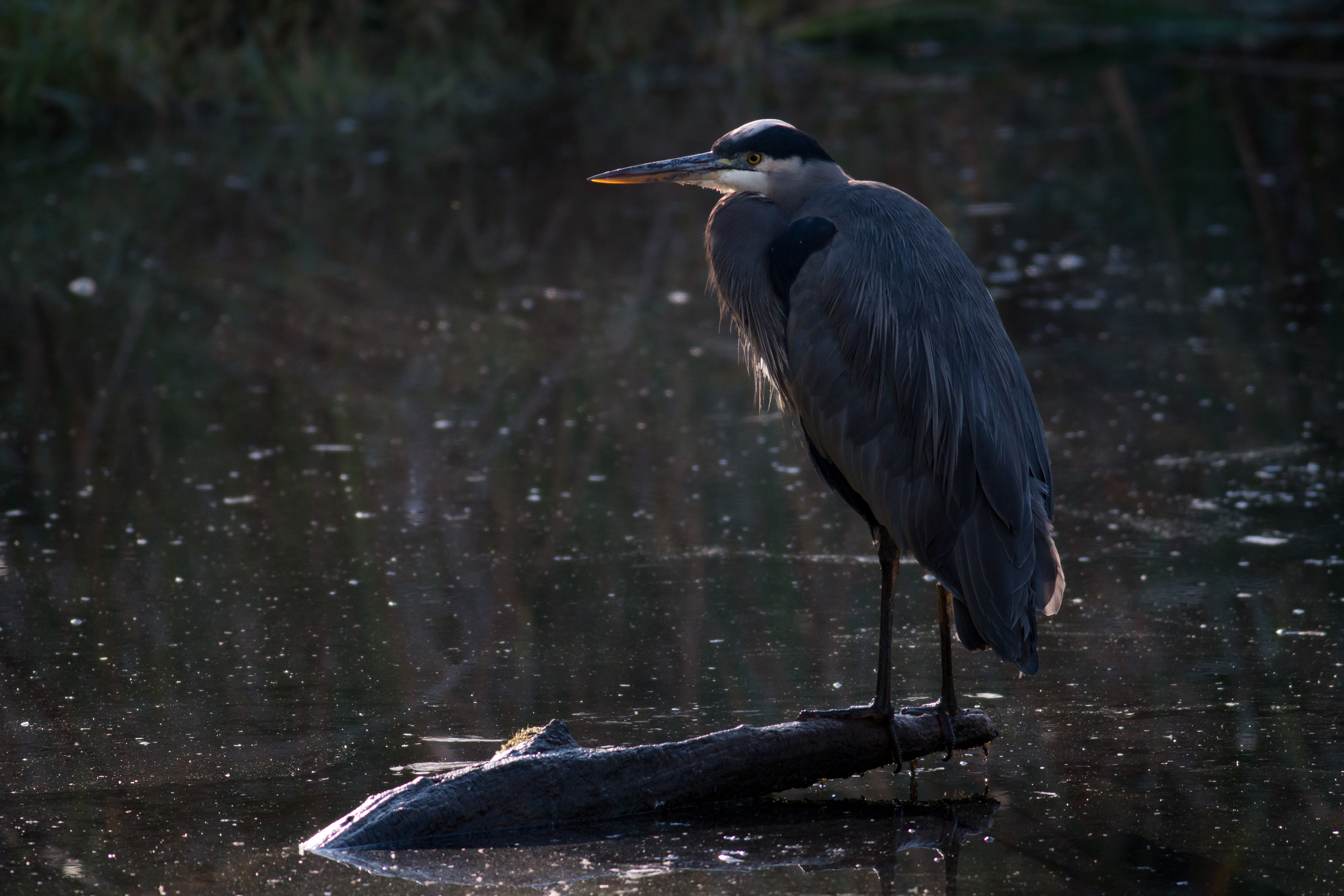 Great Blue Heron