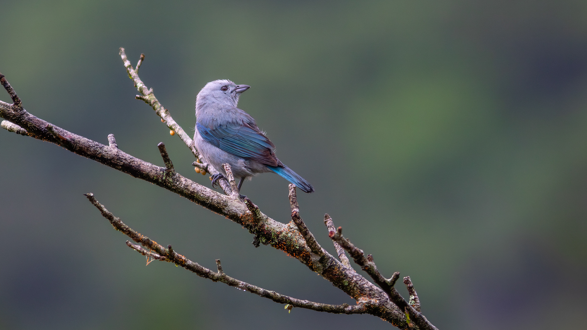Blue-grey Tanager - Aranal Observatory