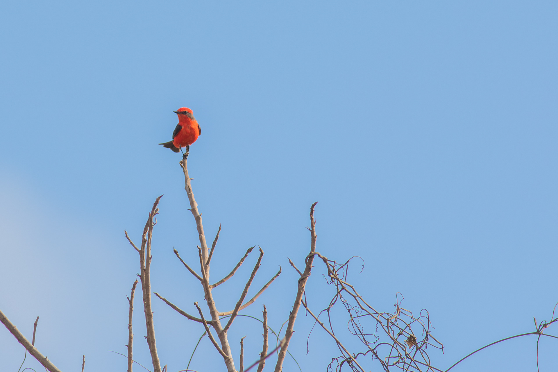 Vermillion Flycatcher, male - Nayarit