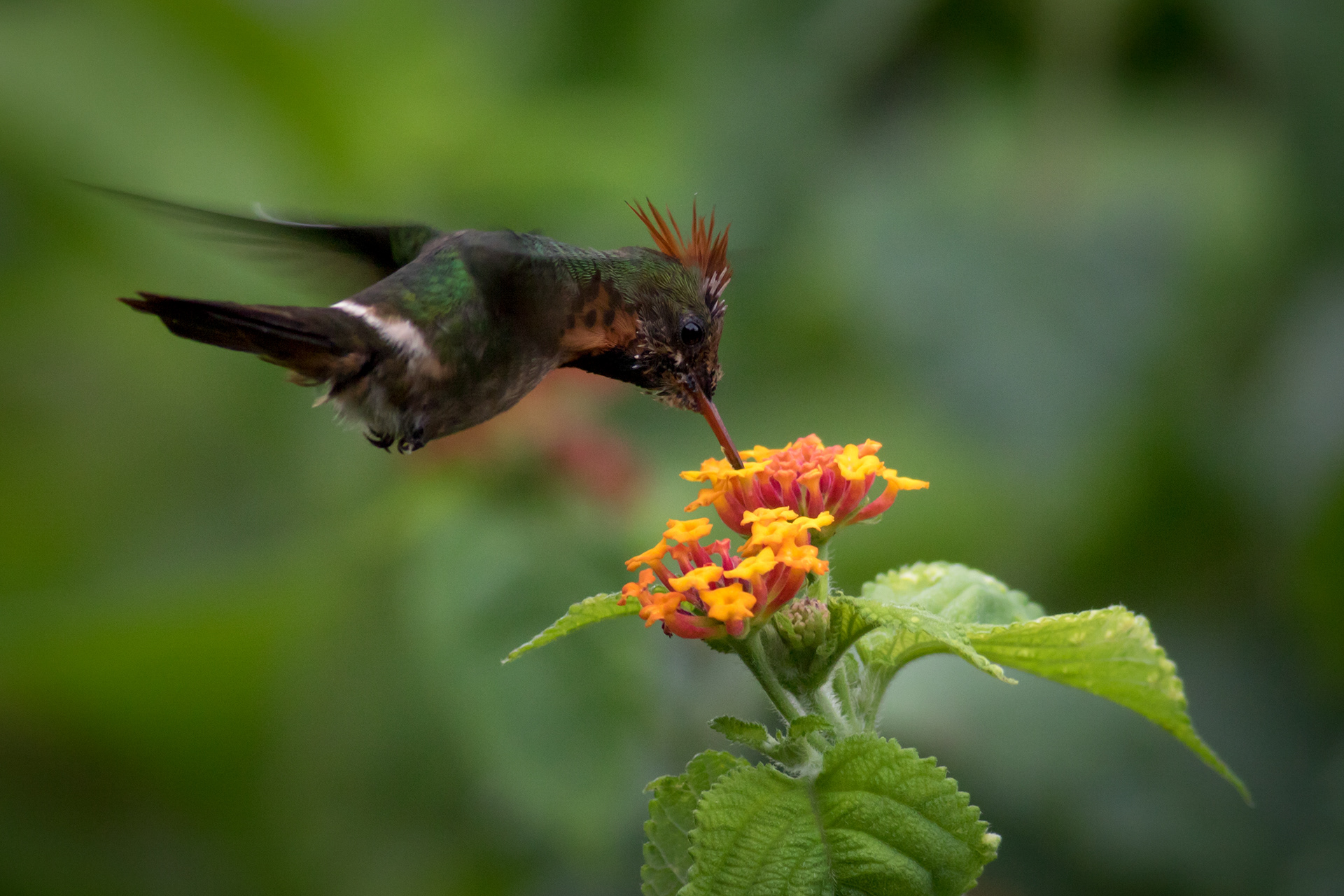 Tufted Coquette - juvenile male