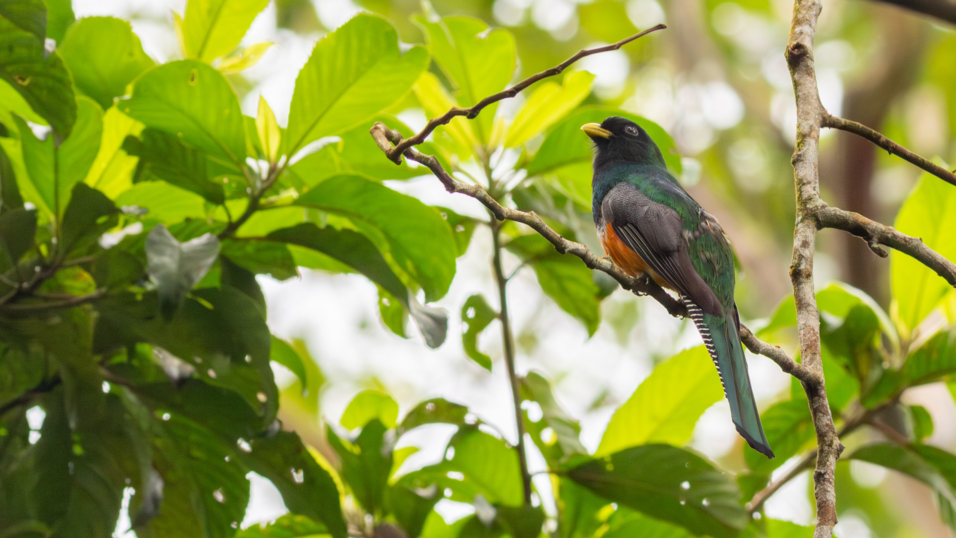 Collared Trogon - My 1000th Bird! - Aranal Observatory