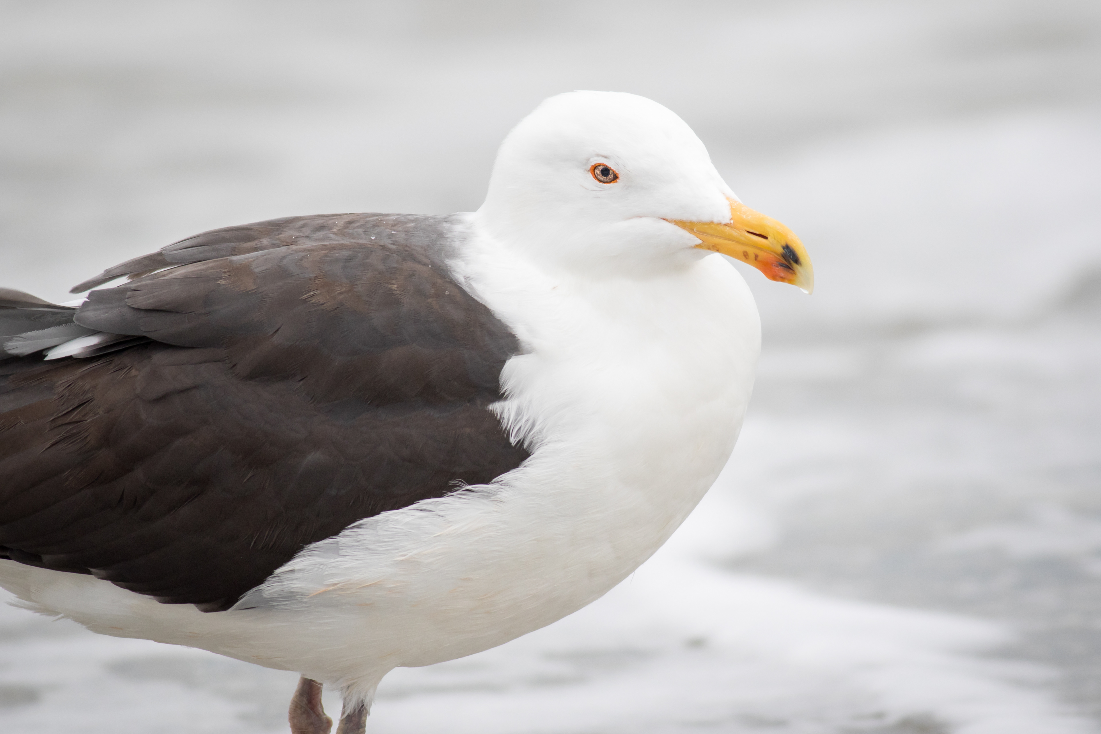 Great Black-backed Gull - South Carolina