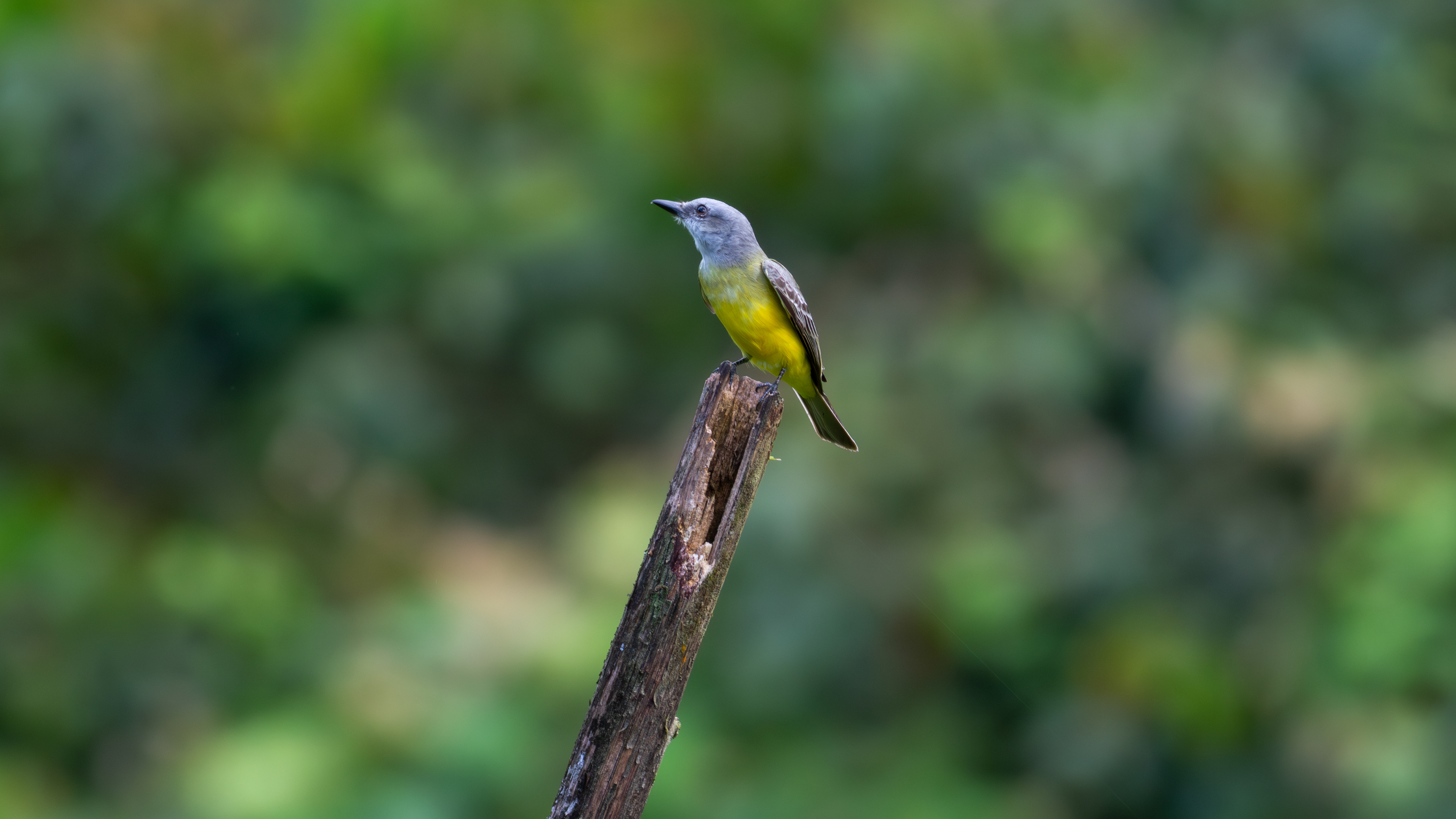Tropical Kingbird - Aranal Observatory
