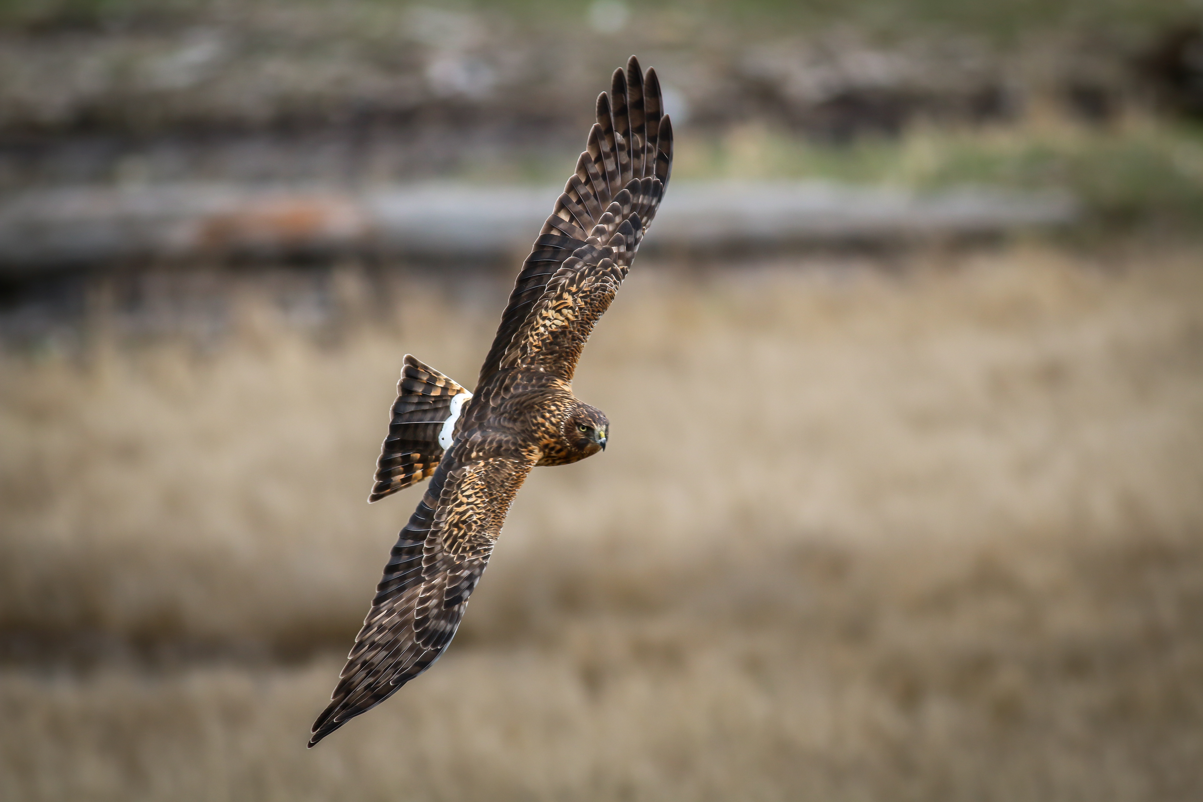 Northern Harrier Hawk - female - BC