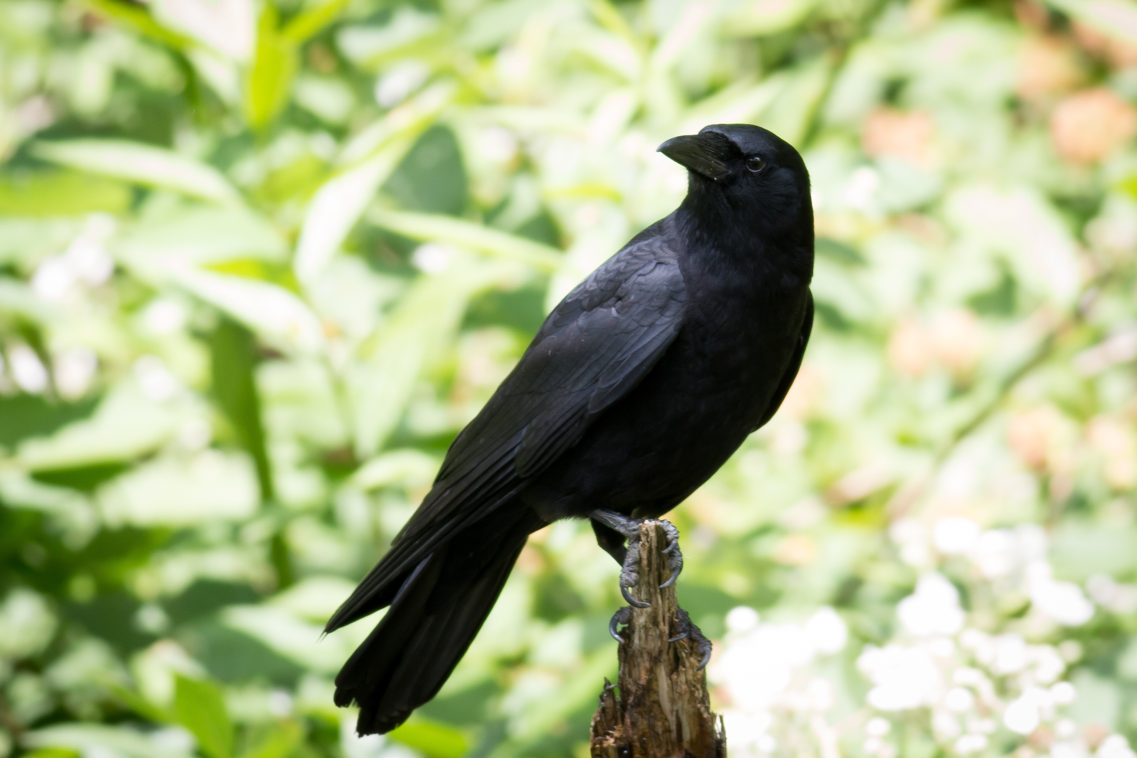 Northwestern Crow - BC
