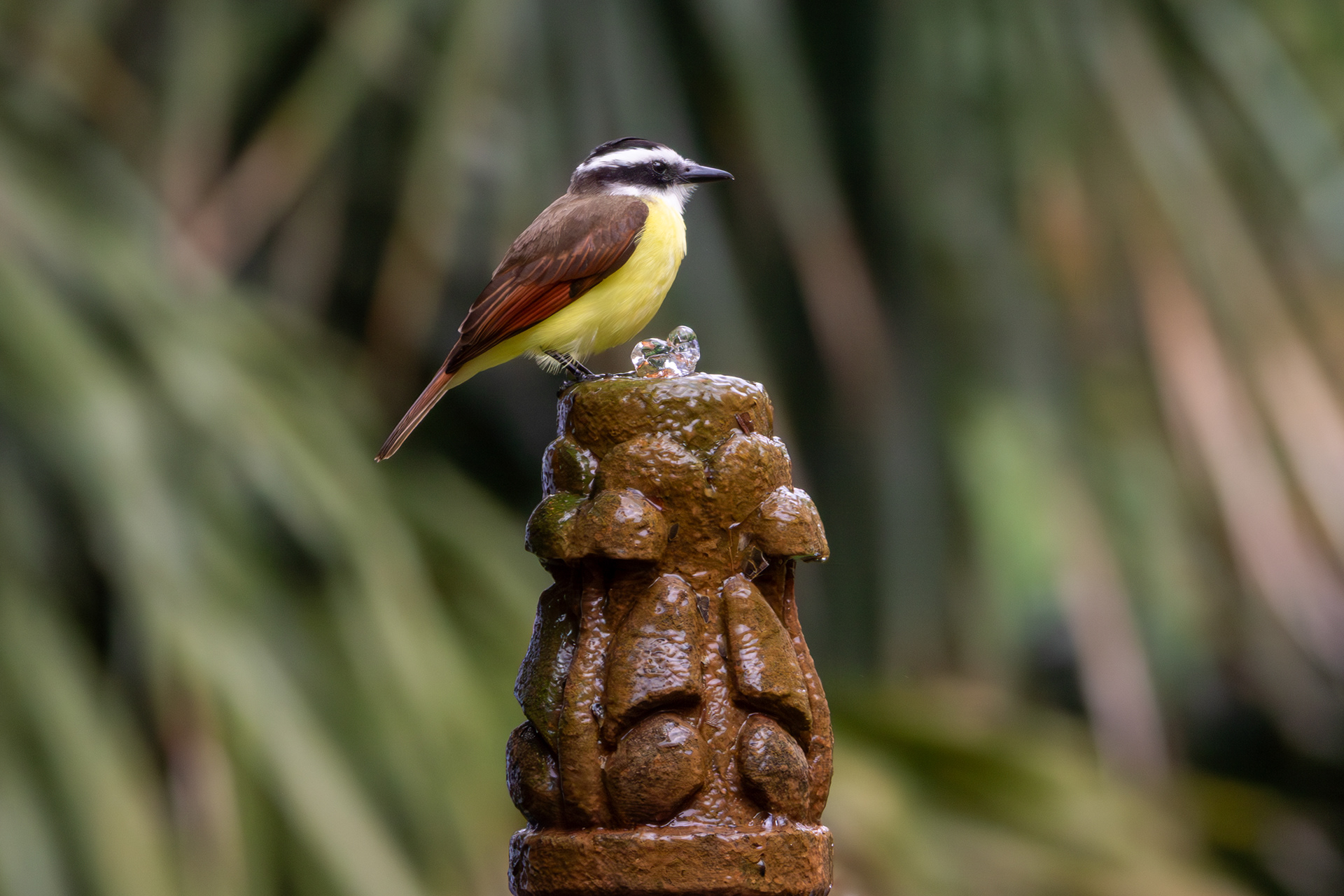 Great Kiskadee