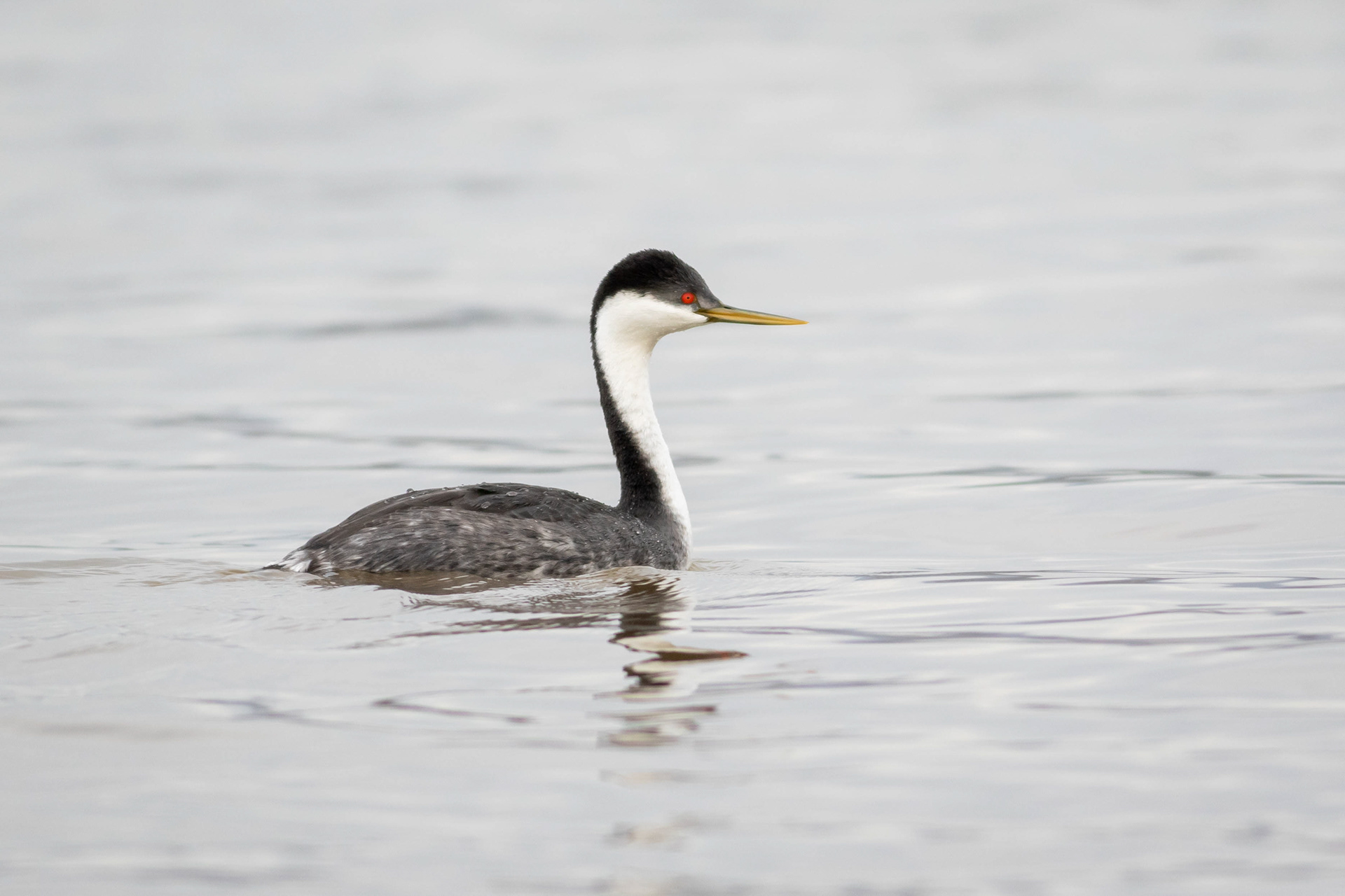 Western Grebe - California