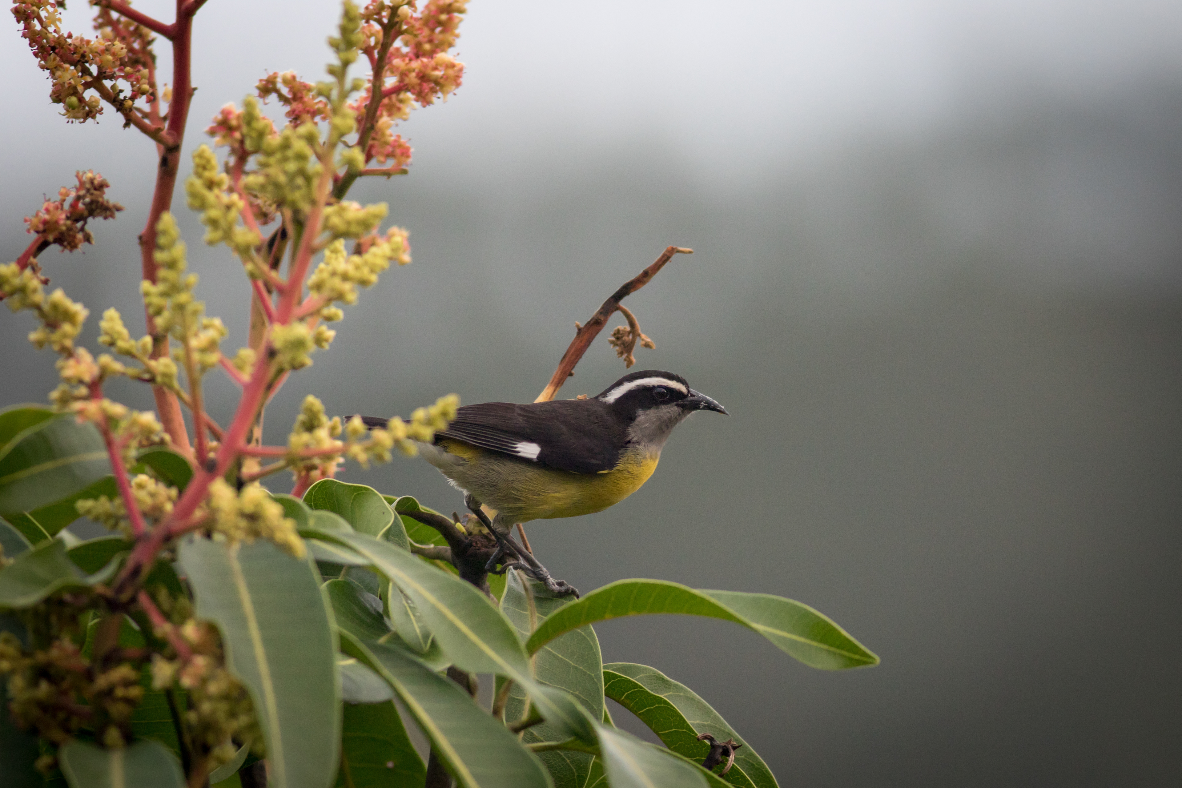 Bananaquit