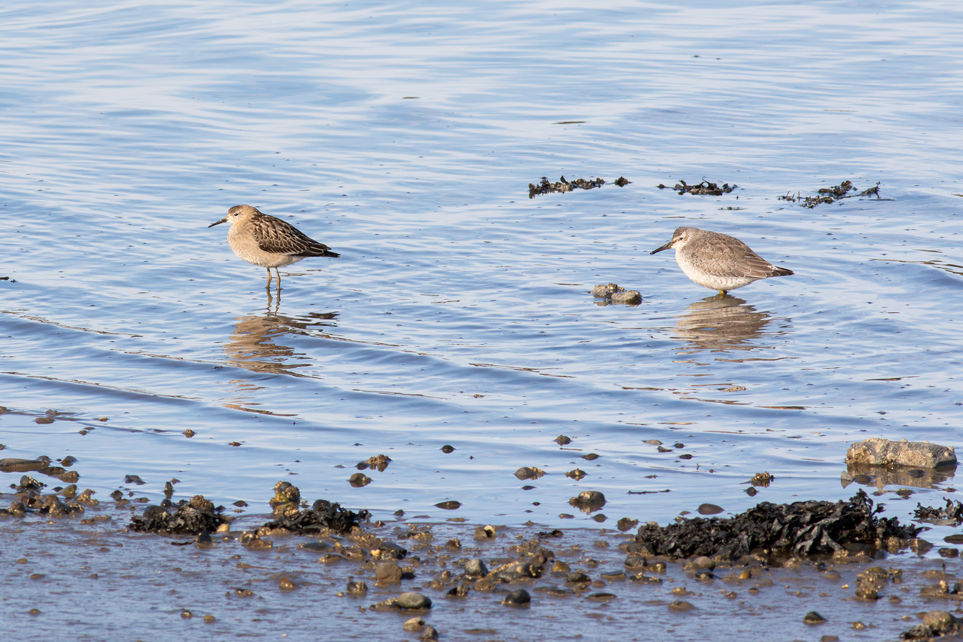 Ruff and Red Knot