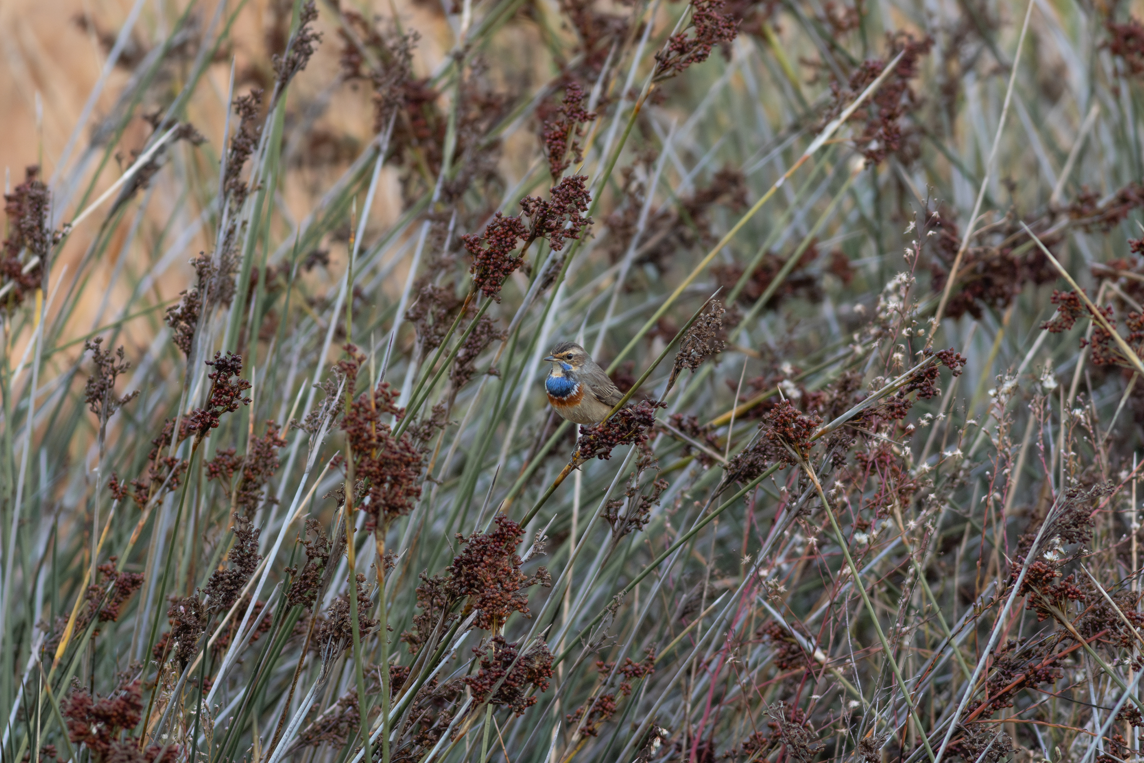 Bluethroat, male