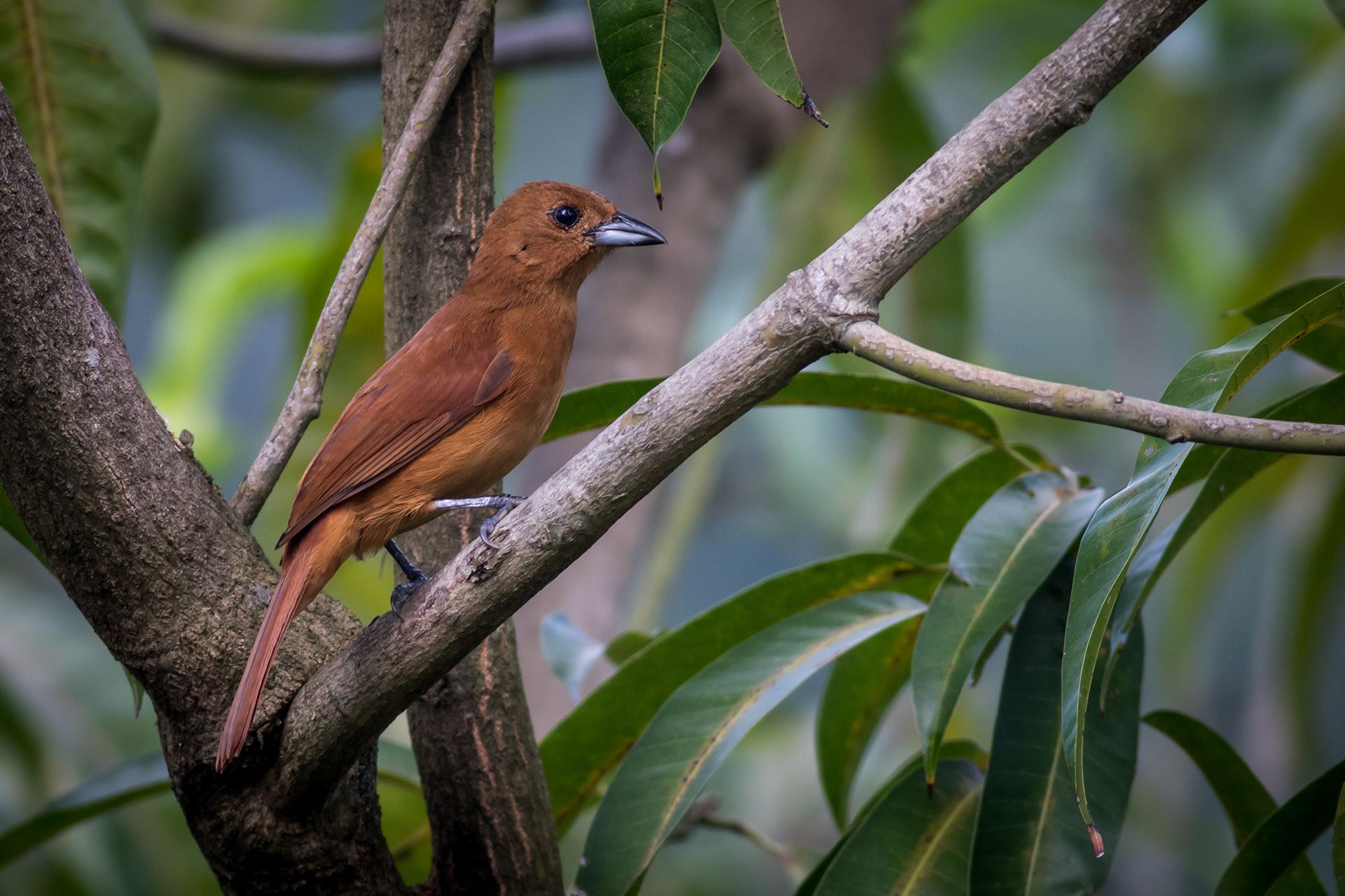 White-lined Tanager - female