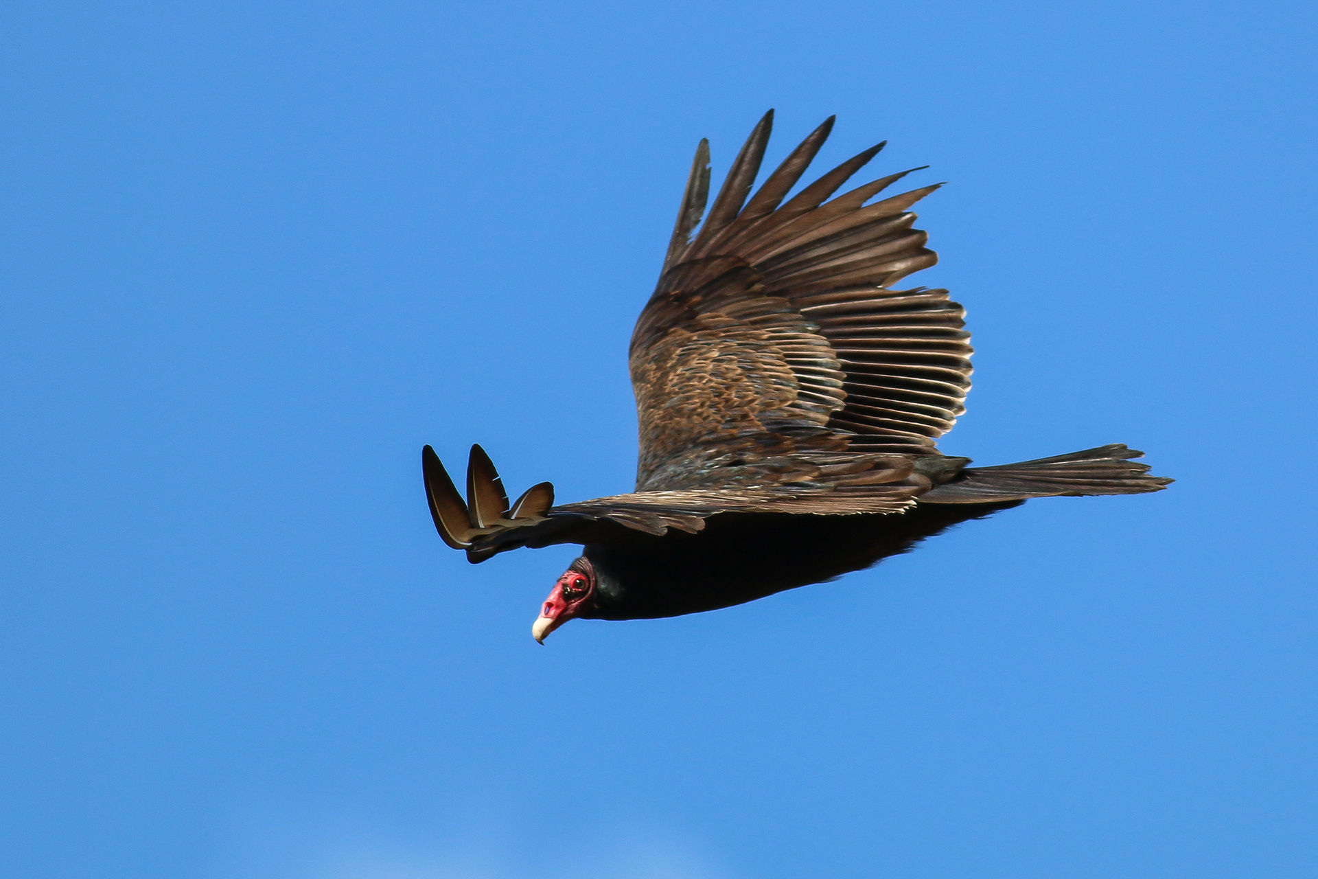 Turkey Vulture - BC