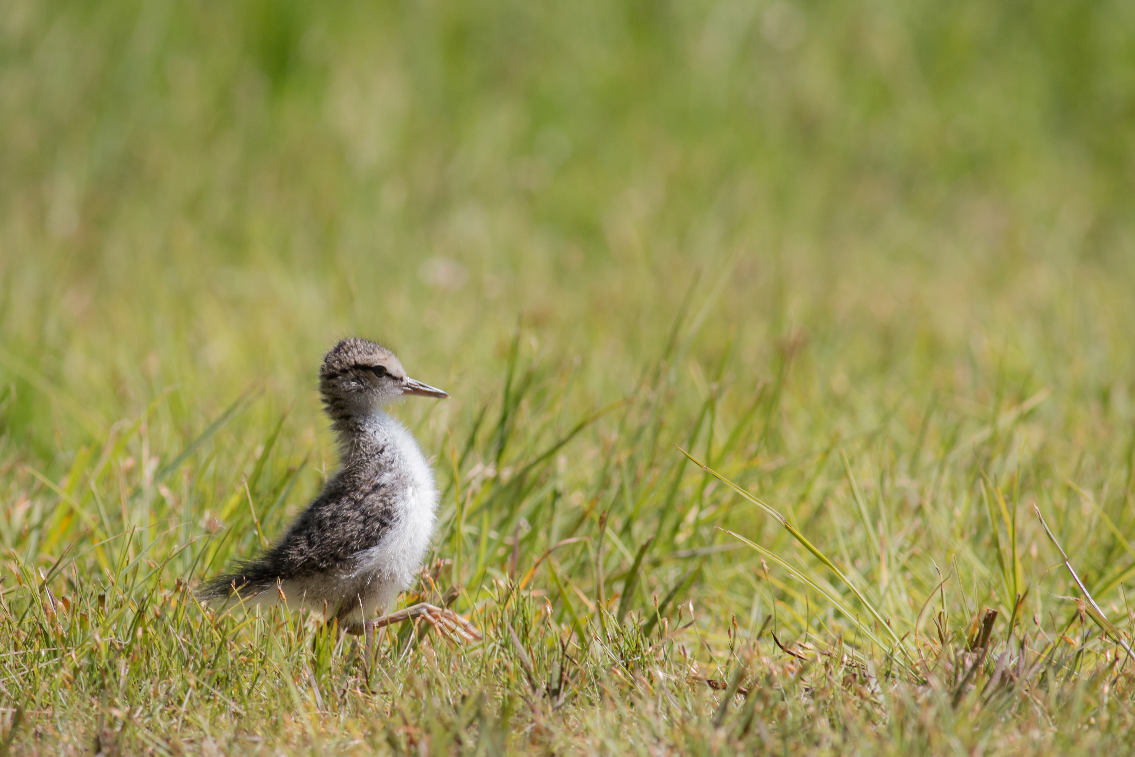 Spotted Sandpiper - BC