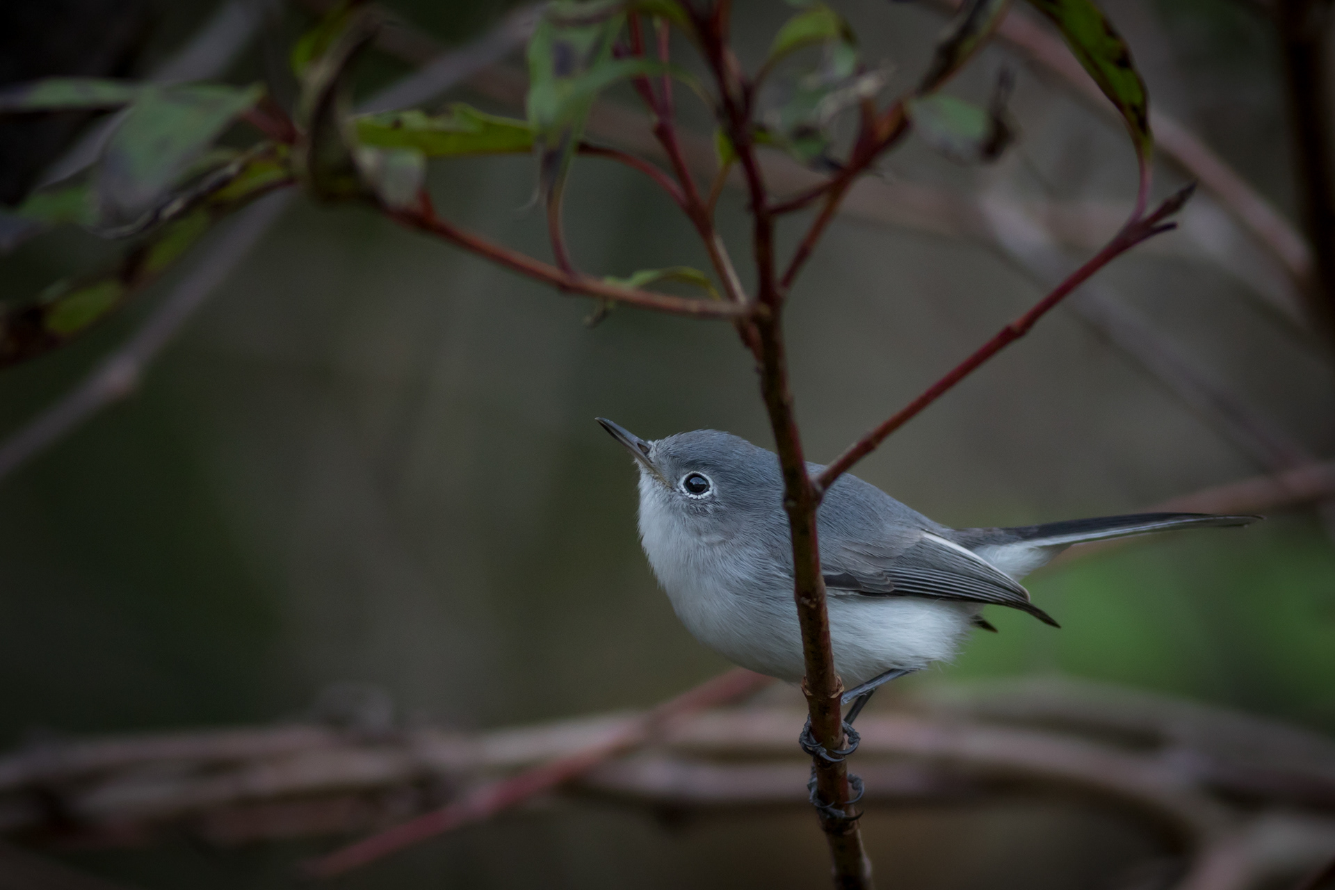 Blue-grey Gnatcatcher - Florida