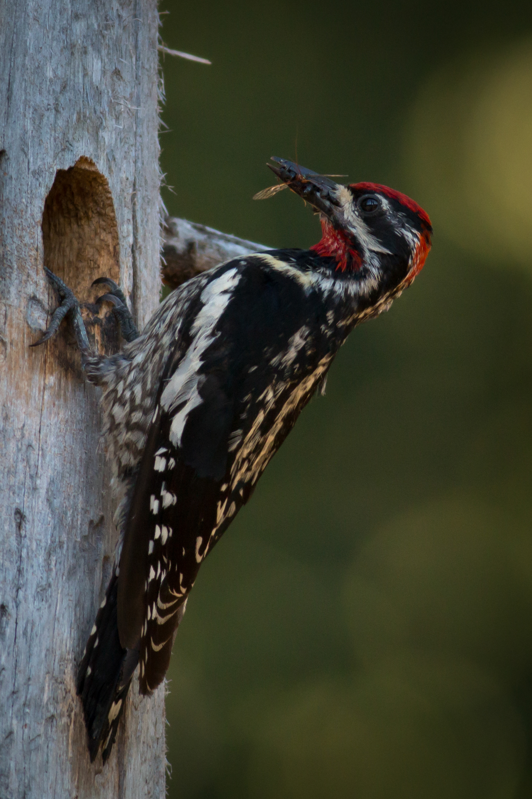 Red-naped Sapsucker - BC