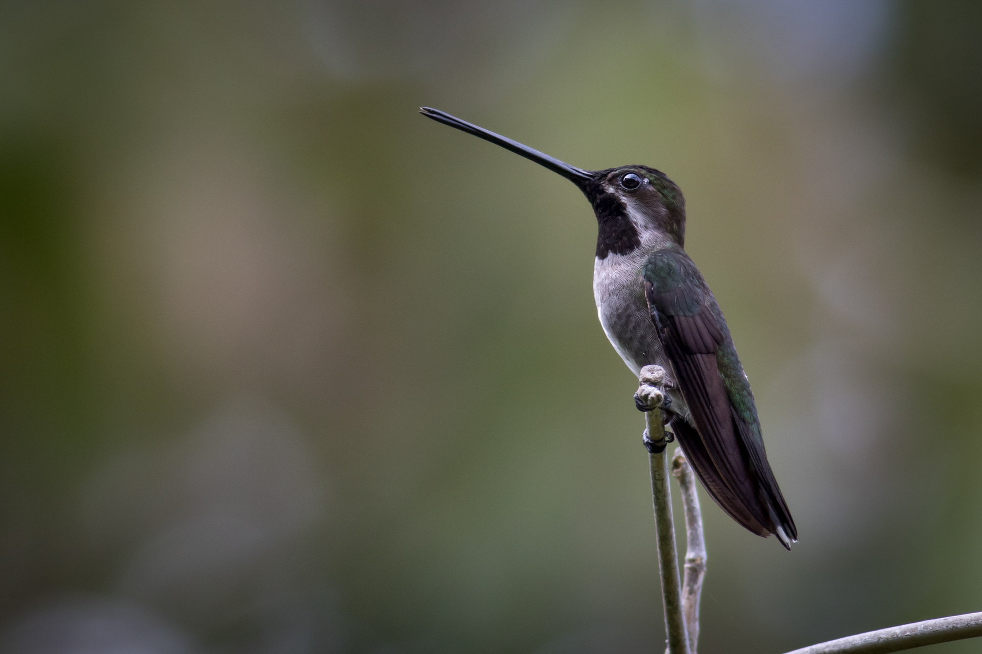 Long-billed Starthroat