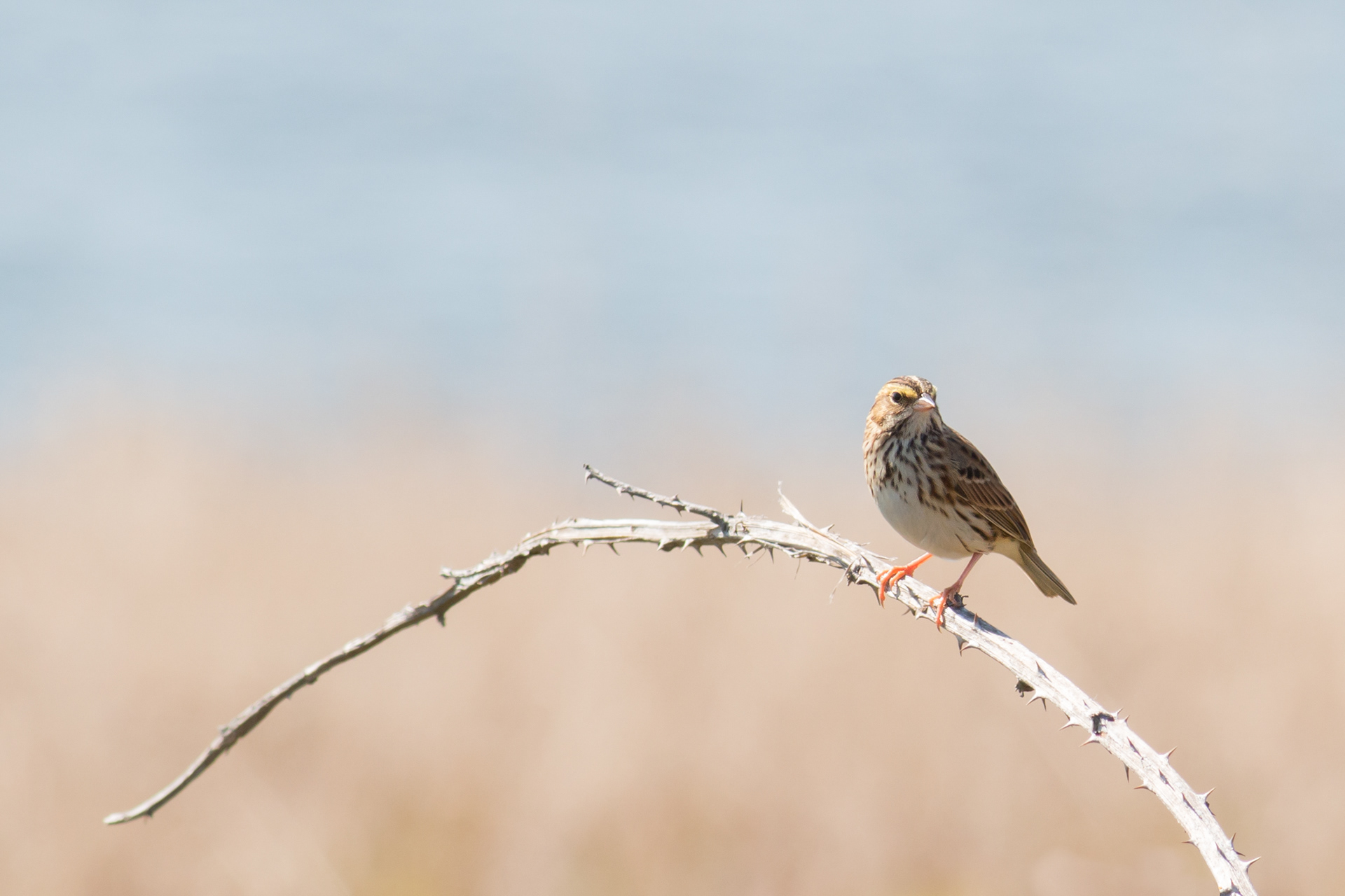 Savannah Sparrow - Washington