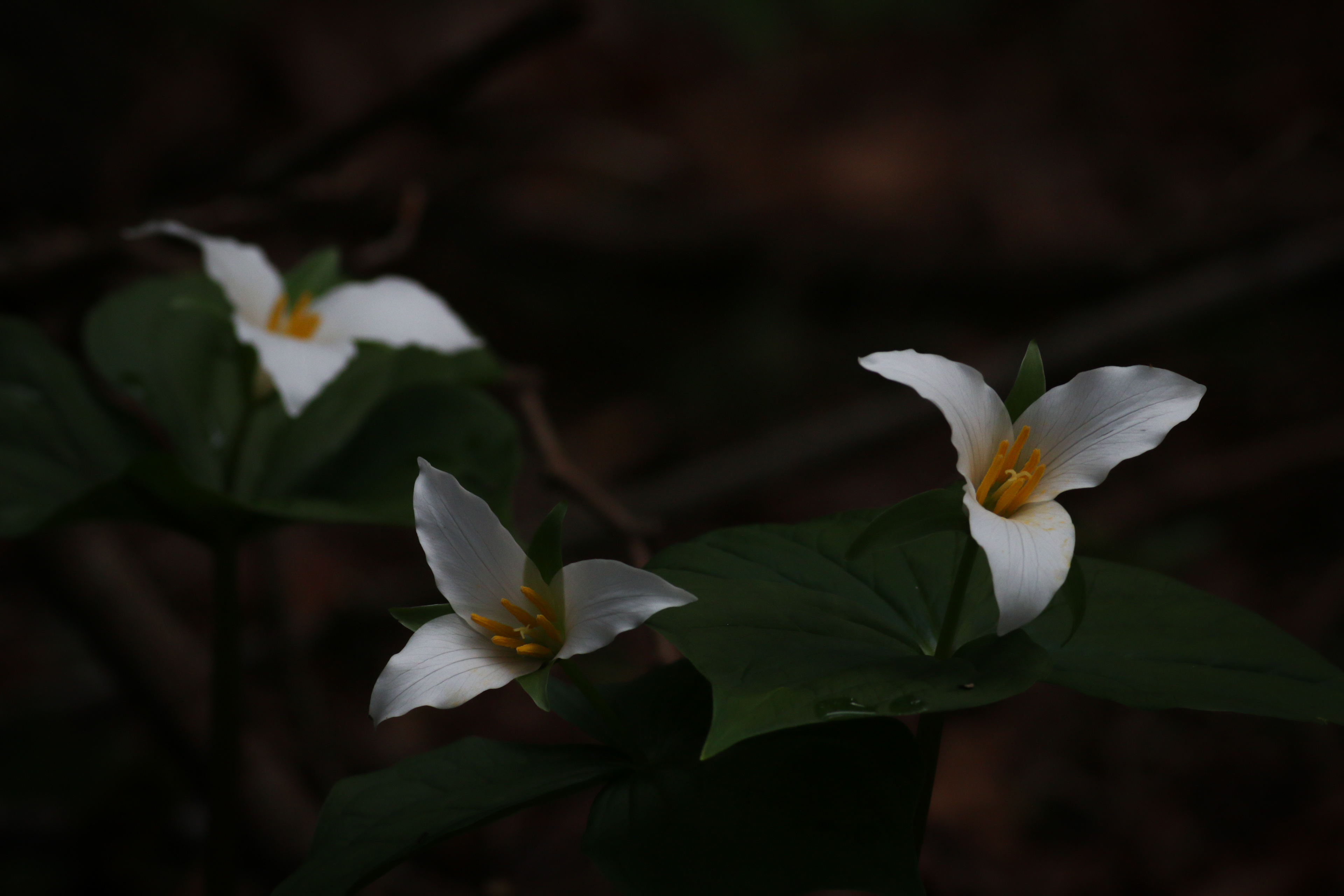 Trilliums - BC