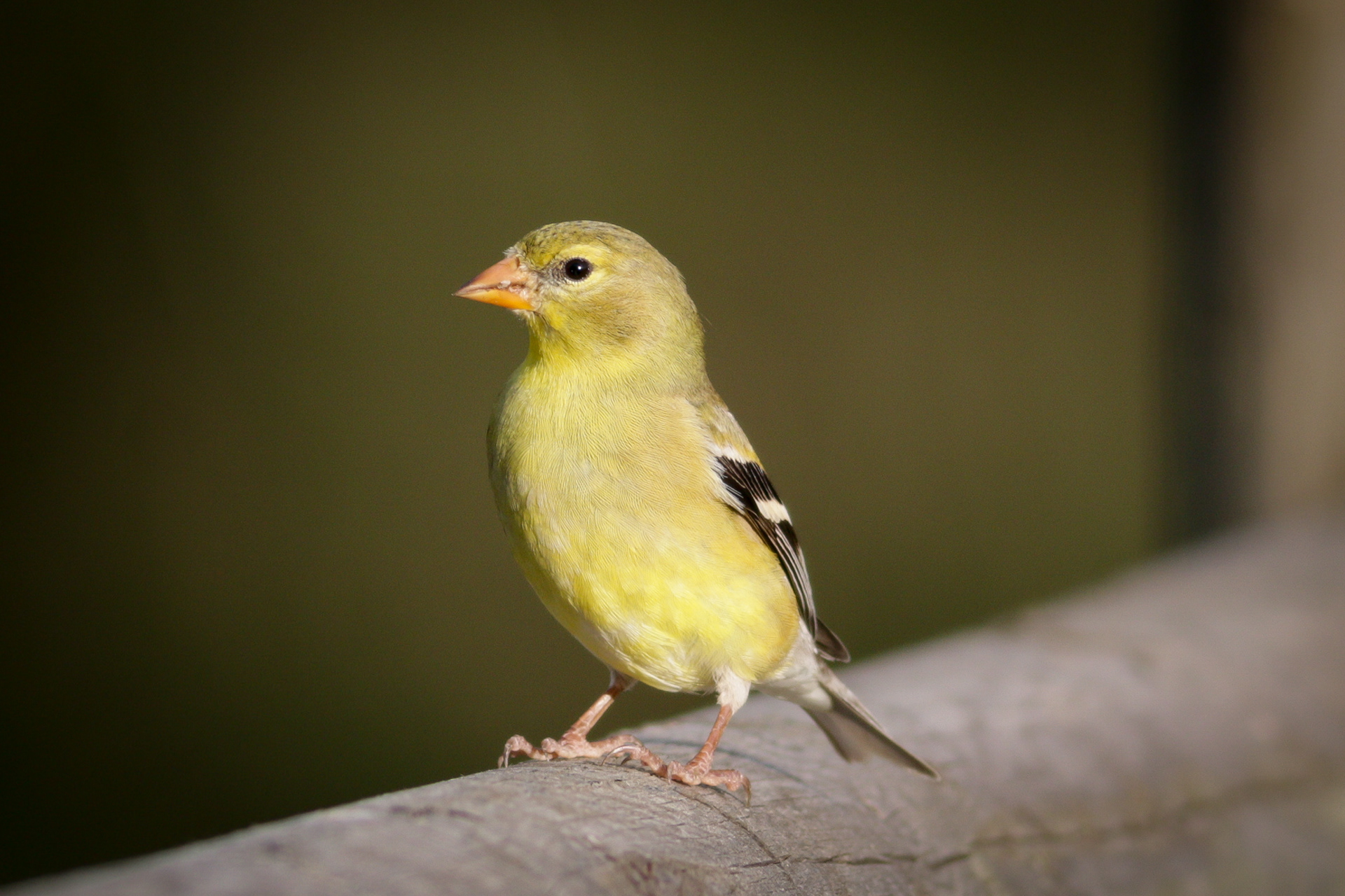 American Goldfinch - female - BC