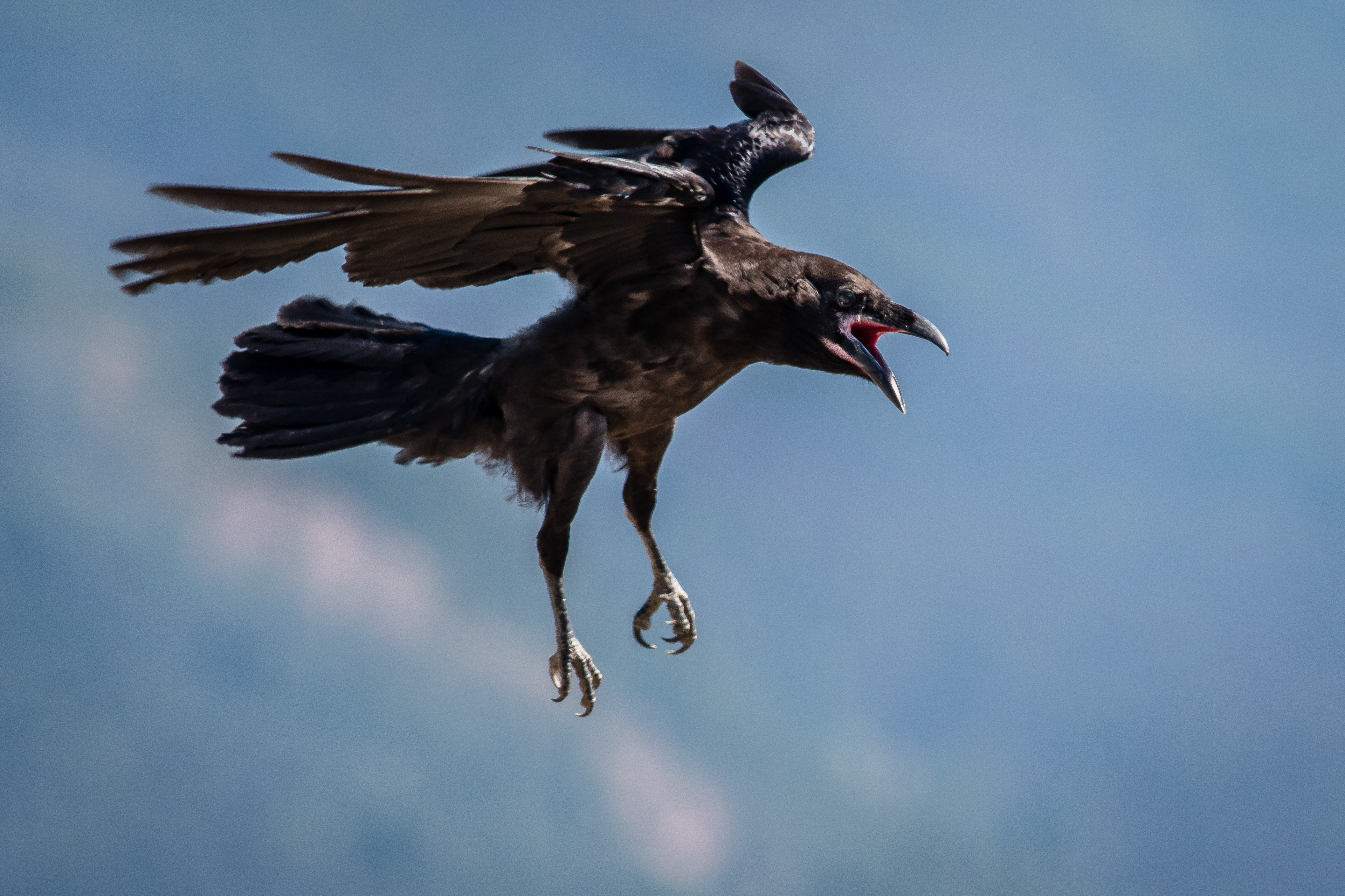 Common Raven - juvenile - BC