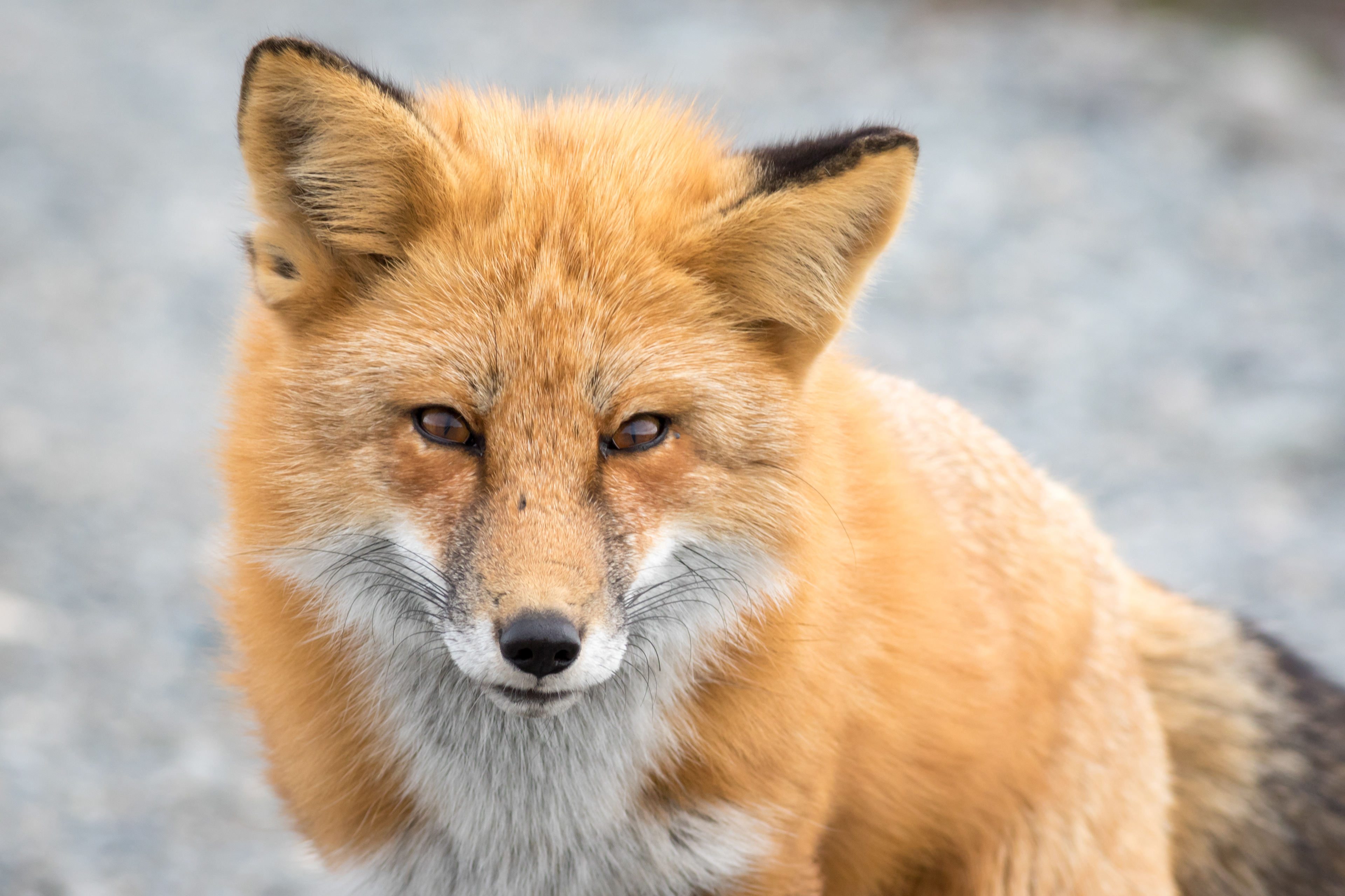 Red Fox - Washington