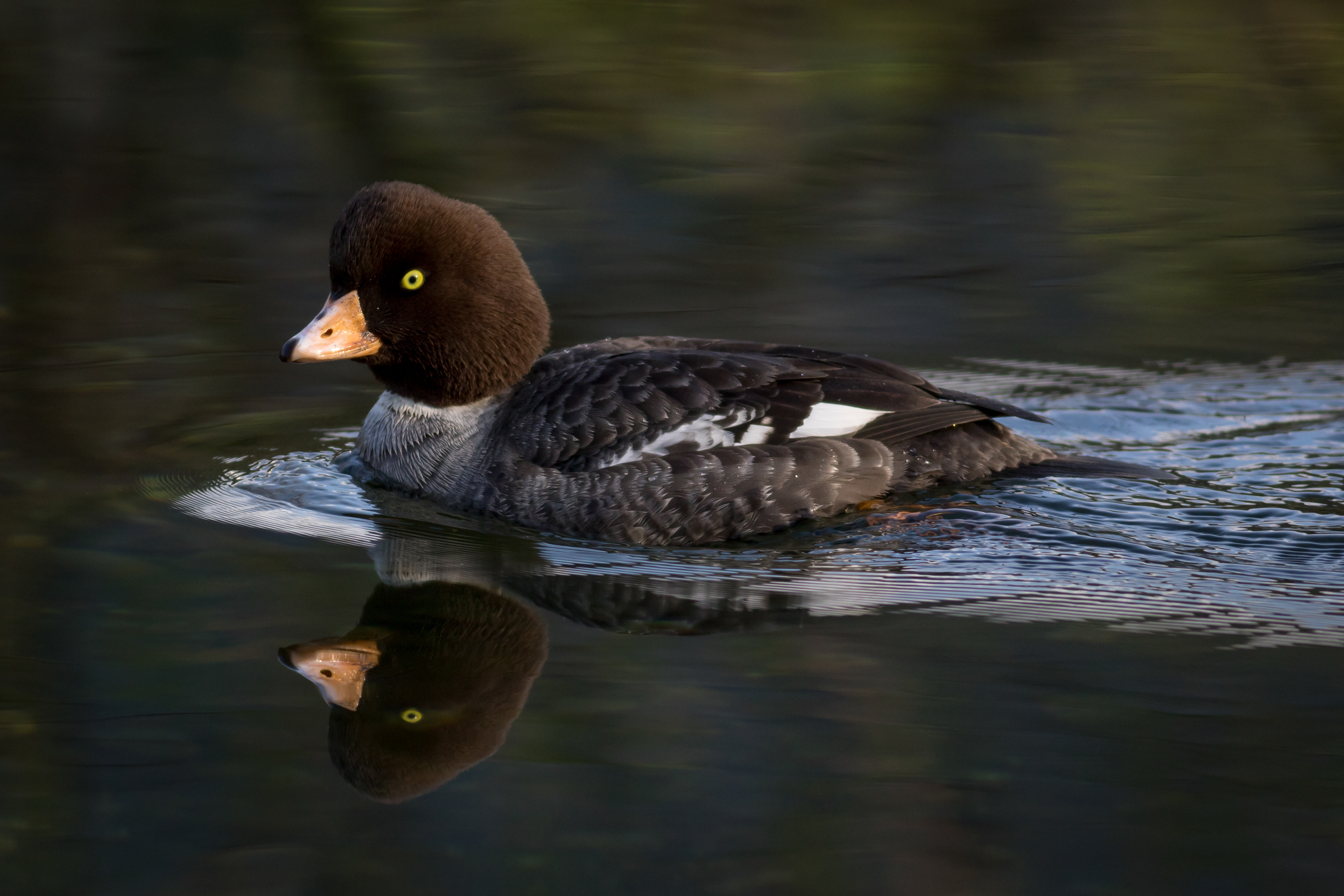 Common Goldeneye - female - BC