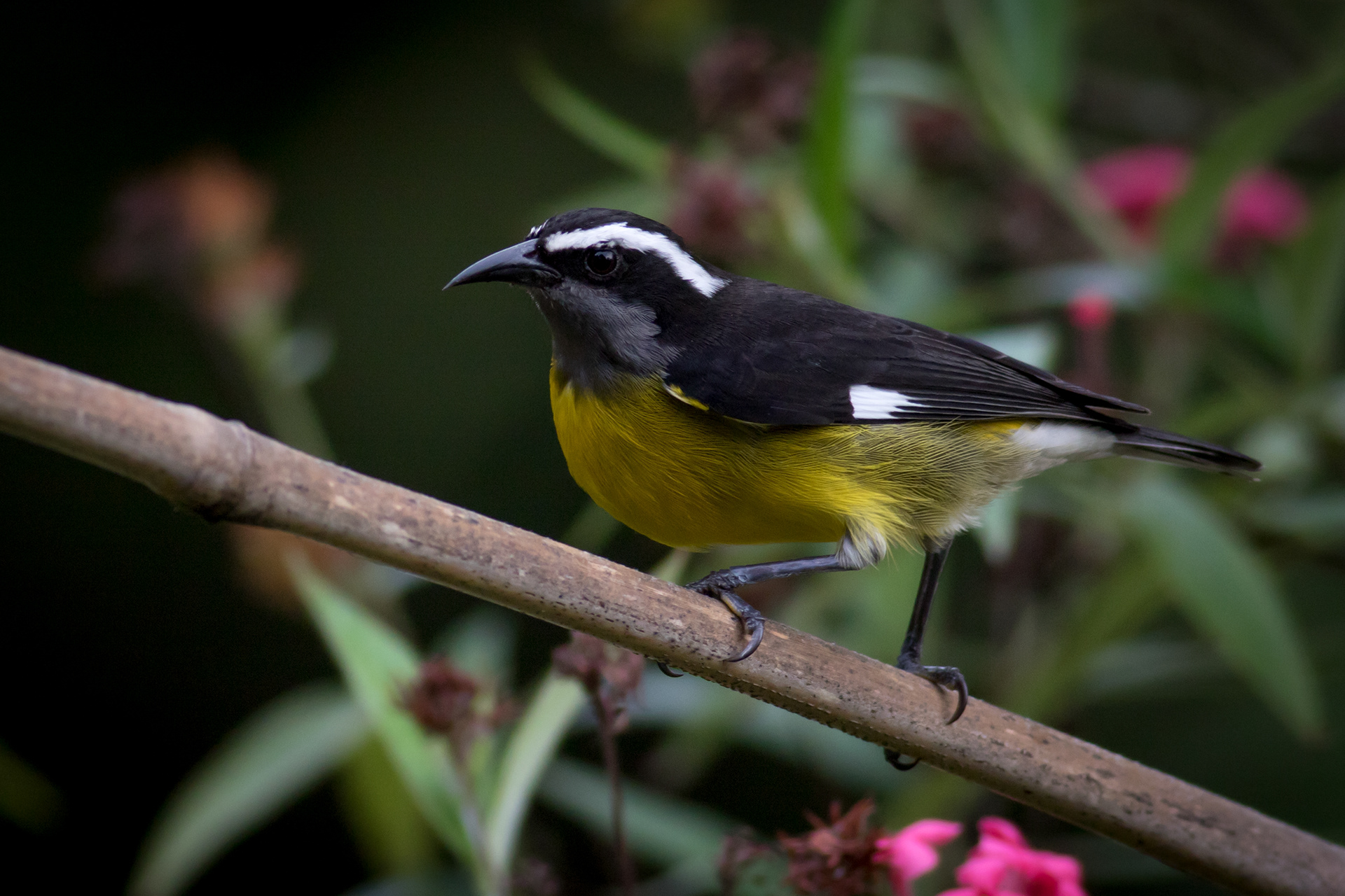 Bananaquit