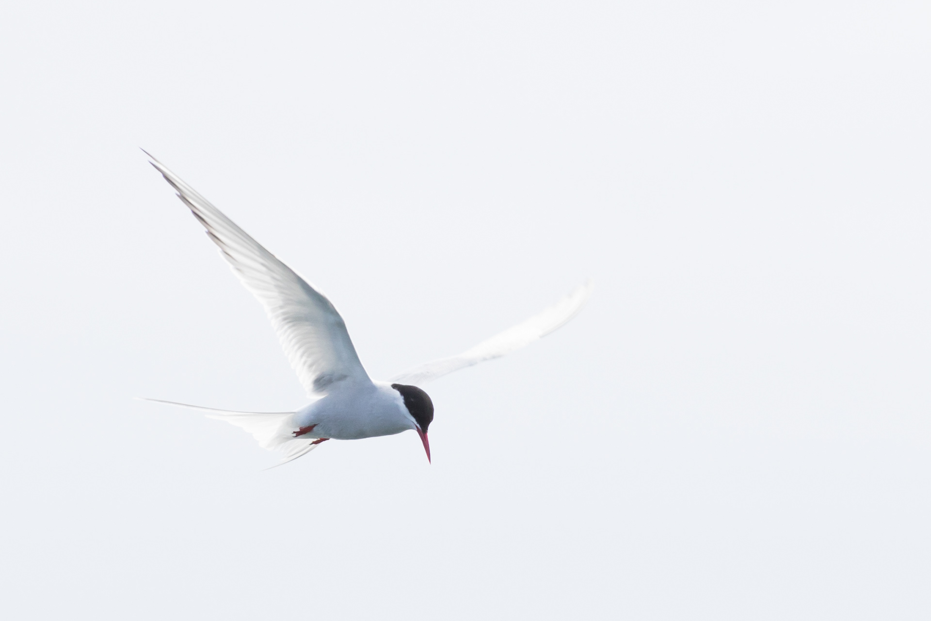 Arctic Tern - Newfoundland
