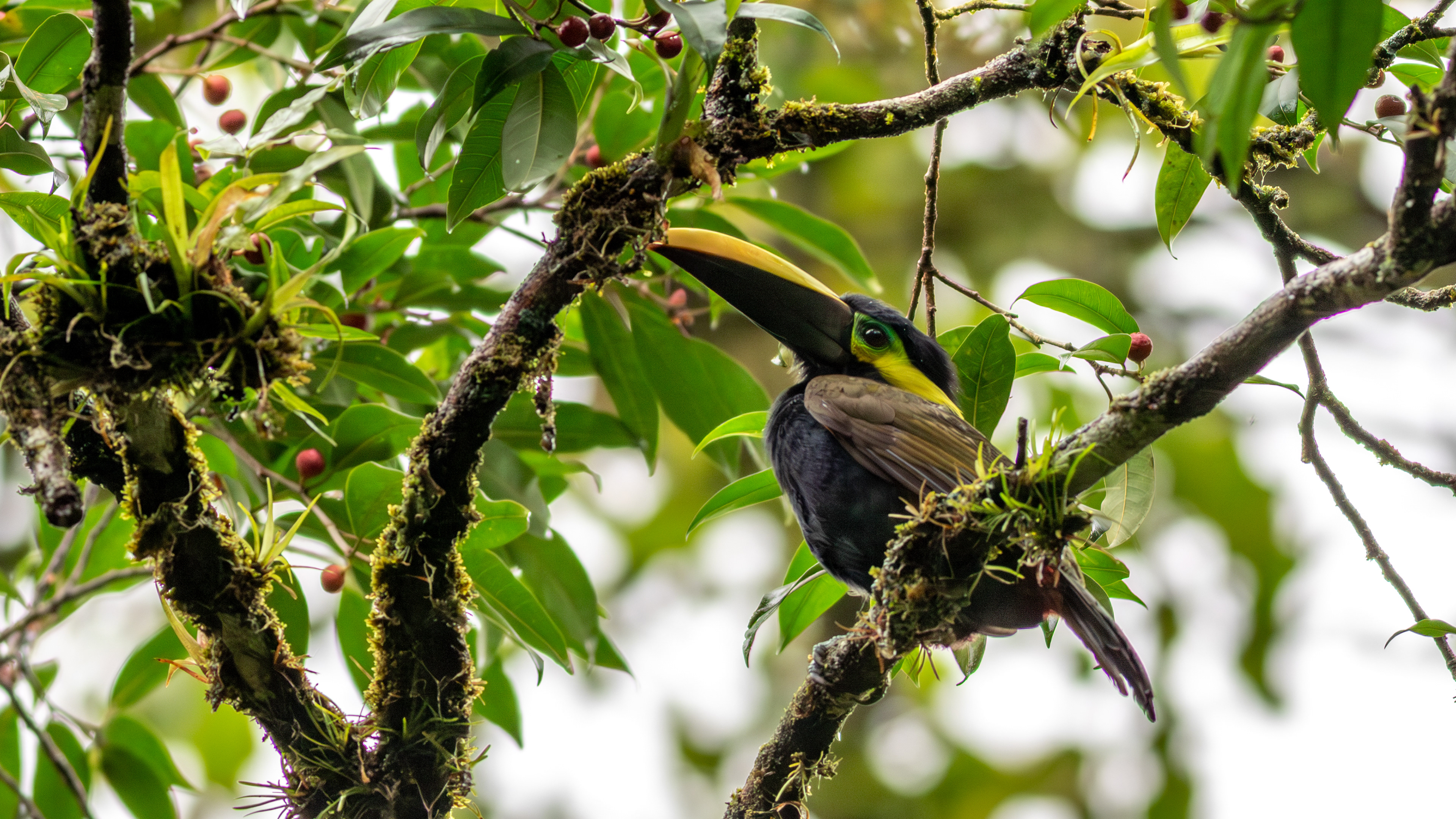 Yellow-eared Toucanet  - Aranal Observatory