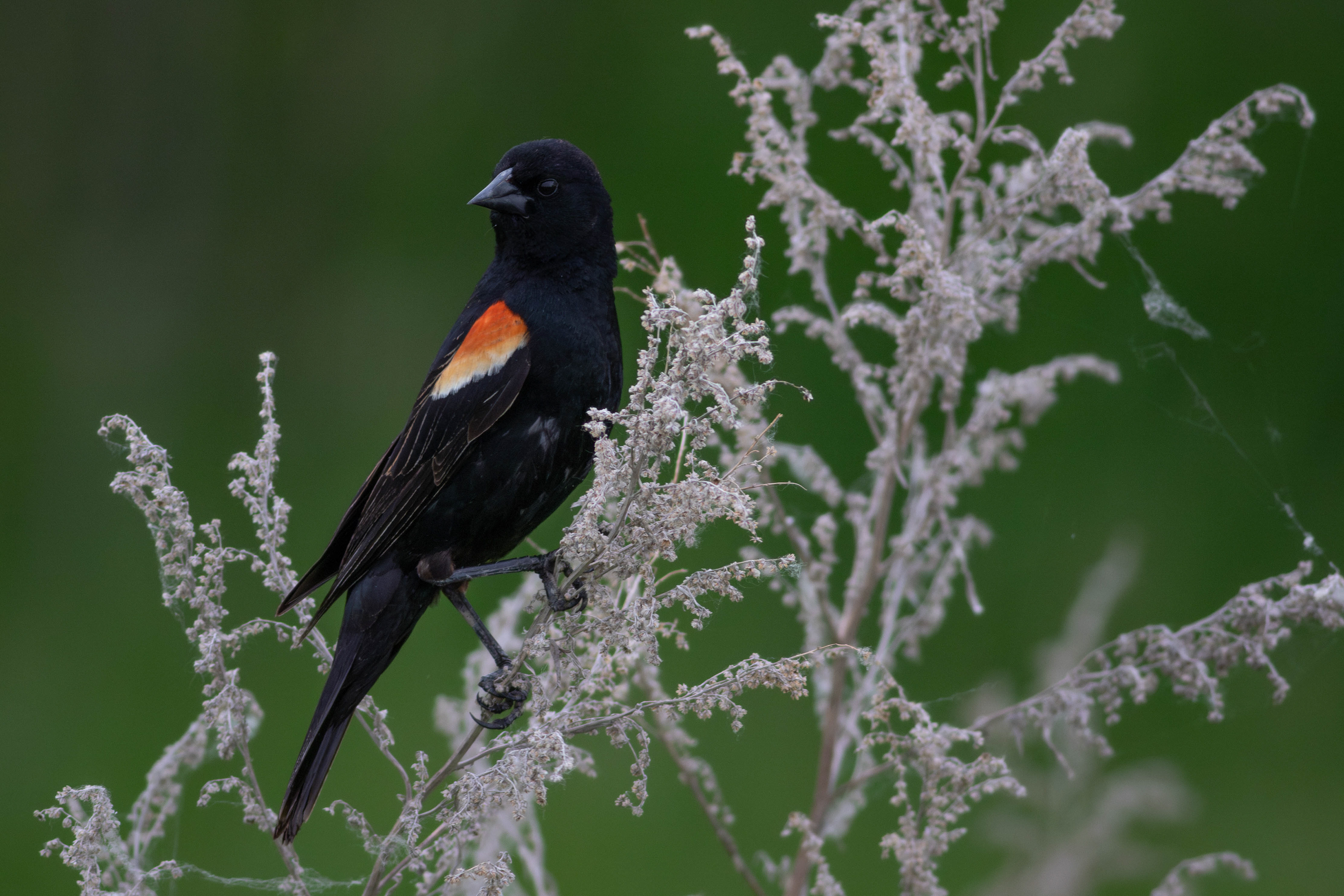 Red-winged Blackbird - Manitoba