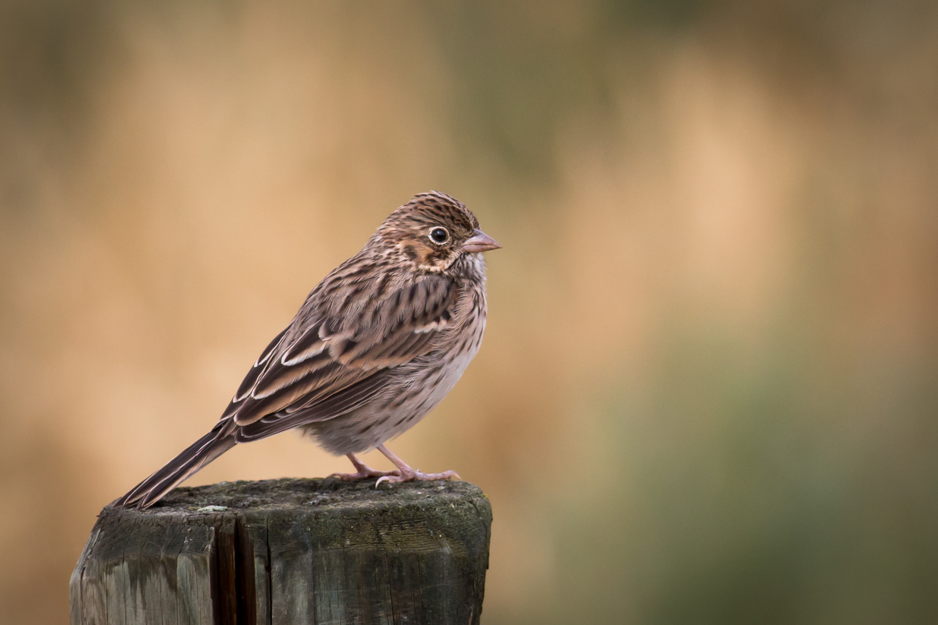 Vesper Sparrow - BC