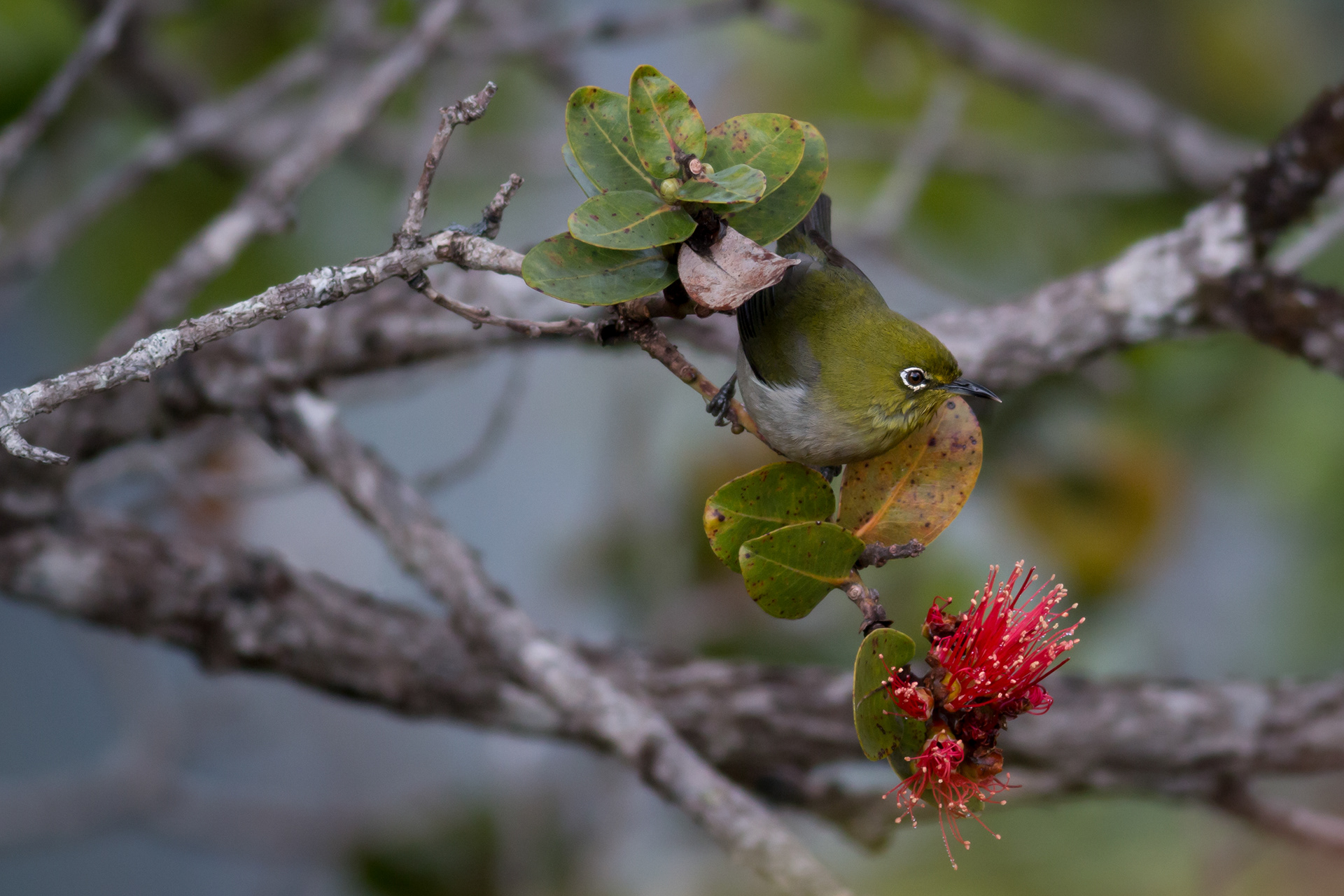 Warbling White-eye