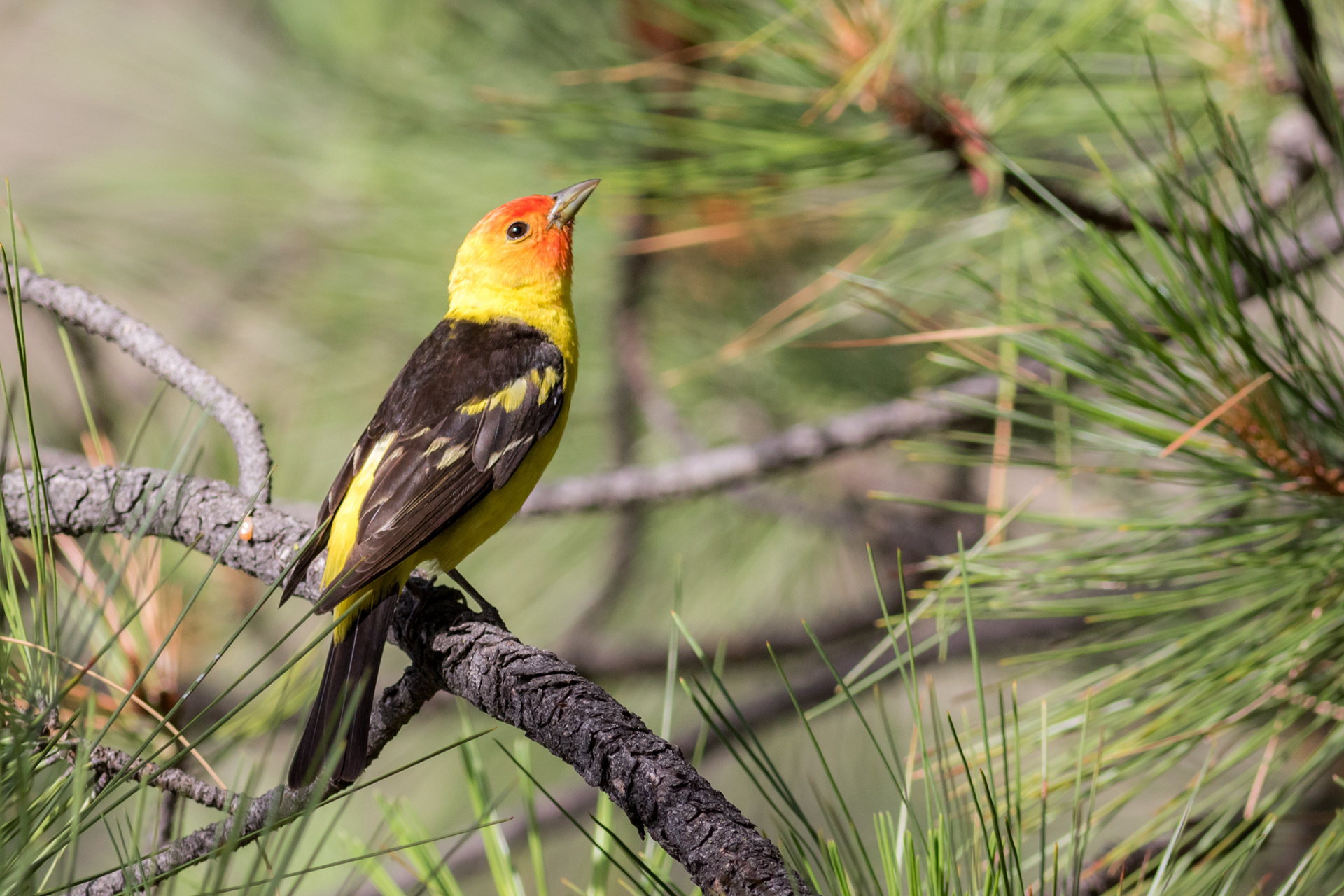 Western Tanager, male - BC