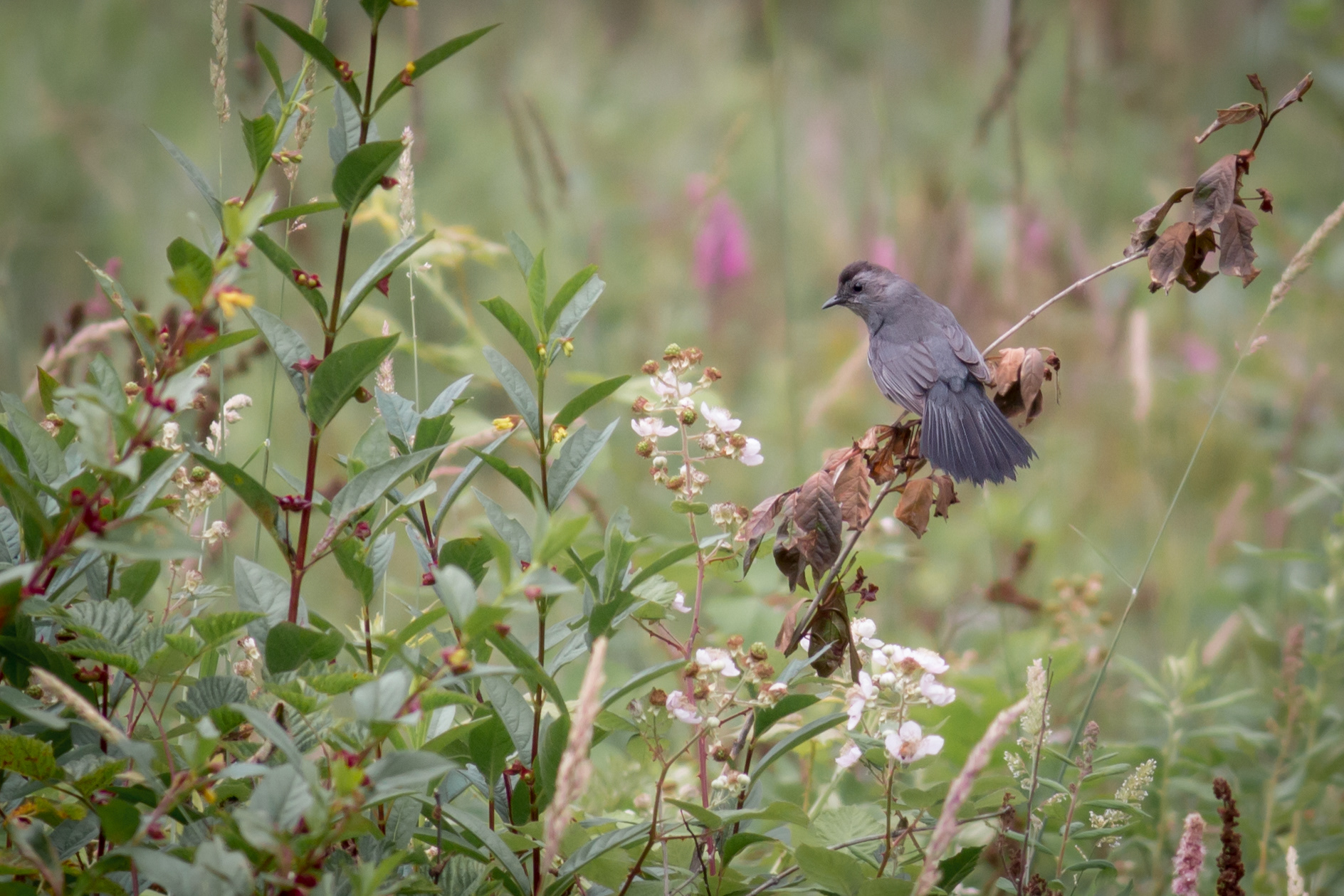 Grey Catbird - BC