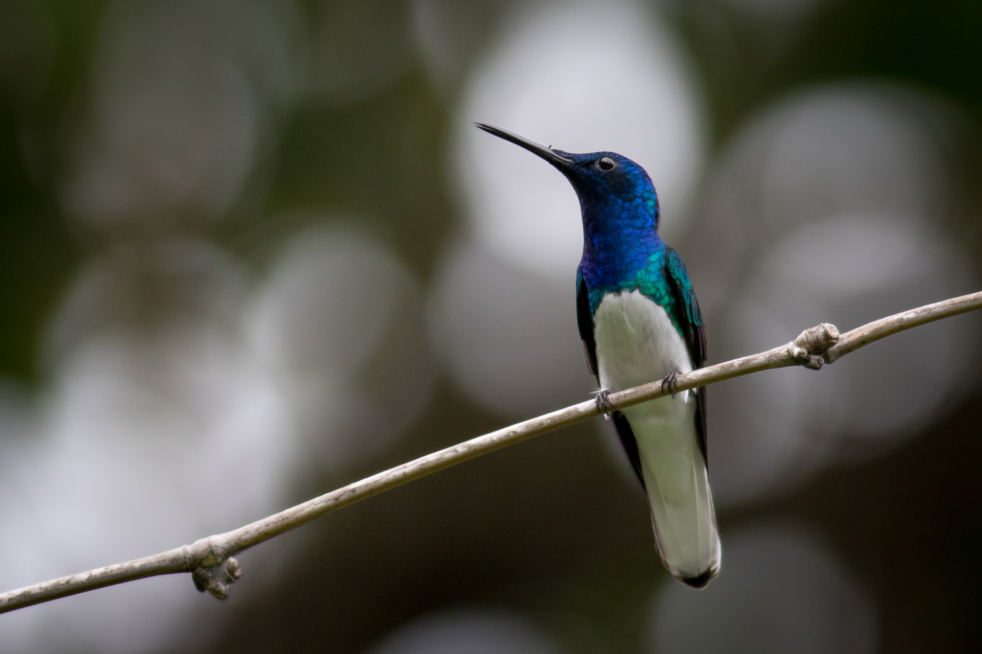 White-necked Jacobin