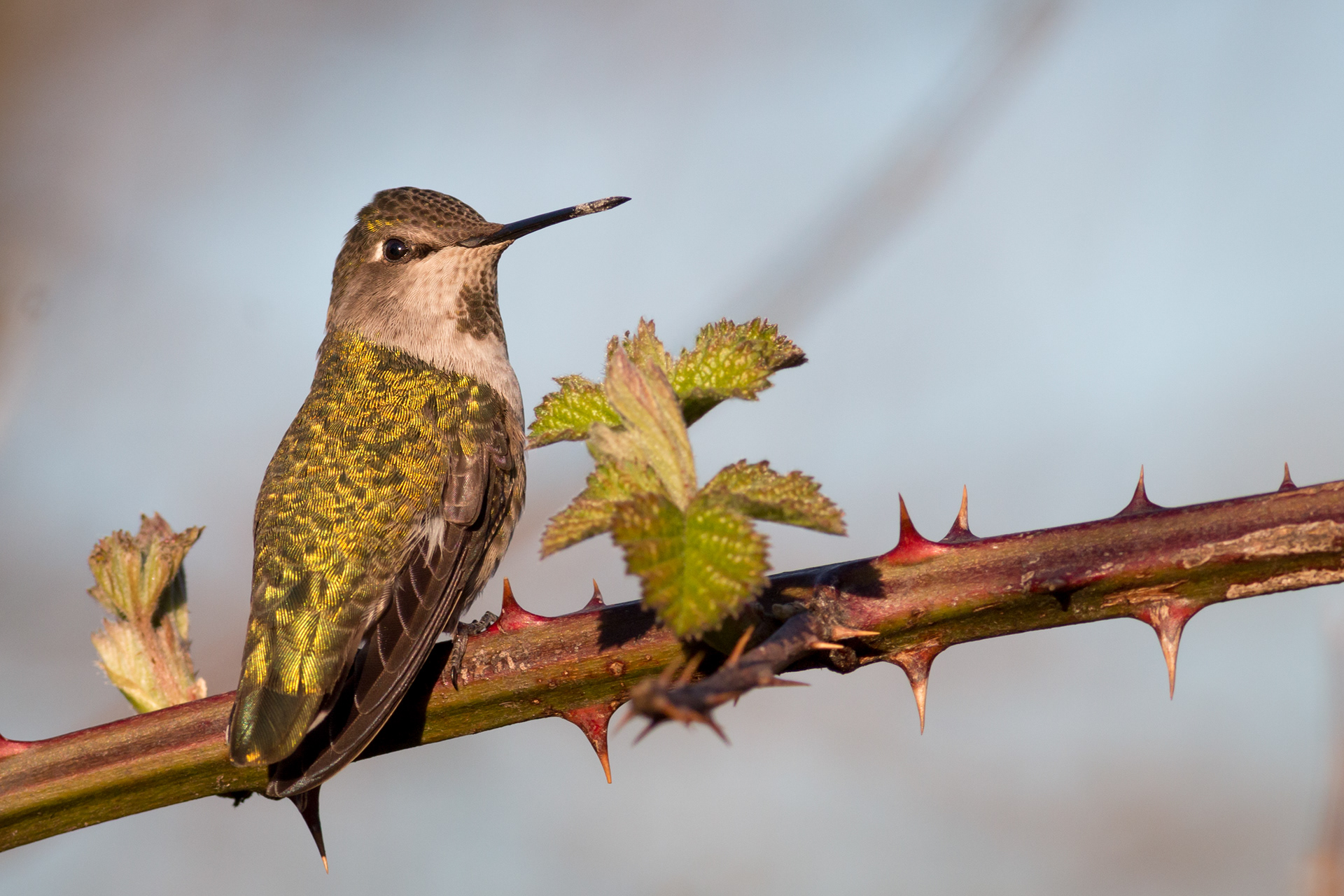 Anna's Hummingbird, female