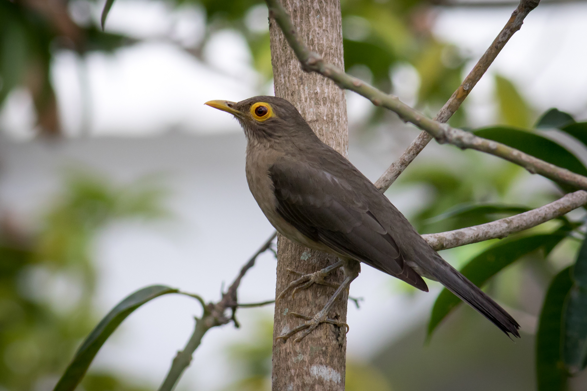 Spectacled Thrush
