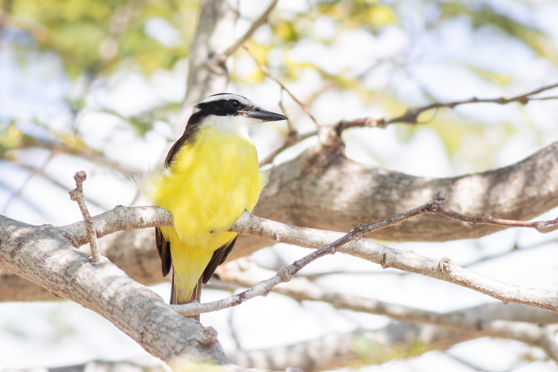 Great Kiskadee - Nayarit