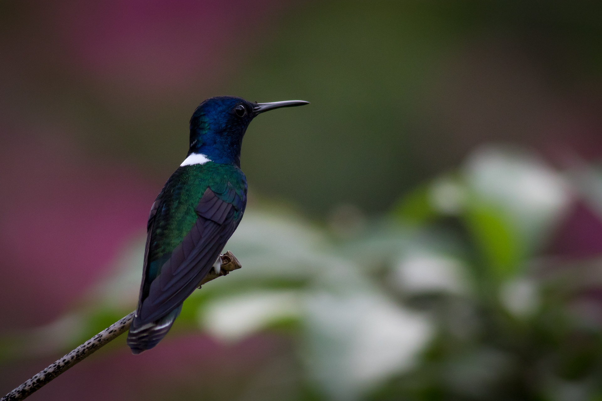 White-necked Jacobin