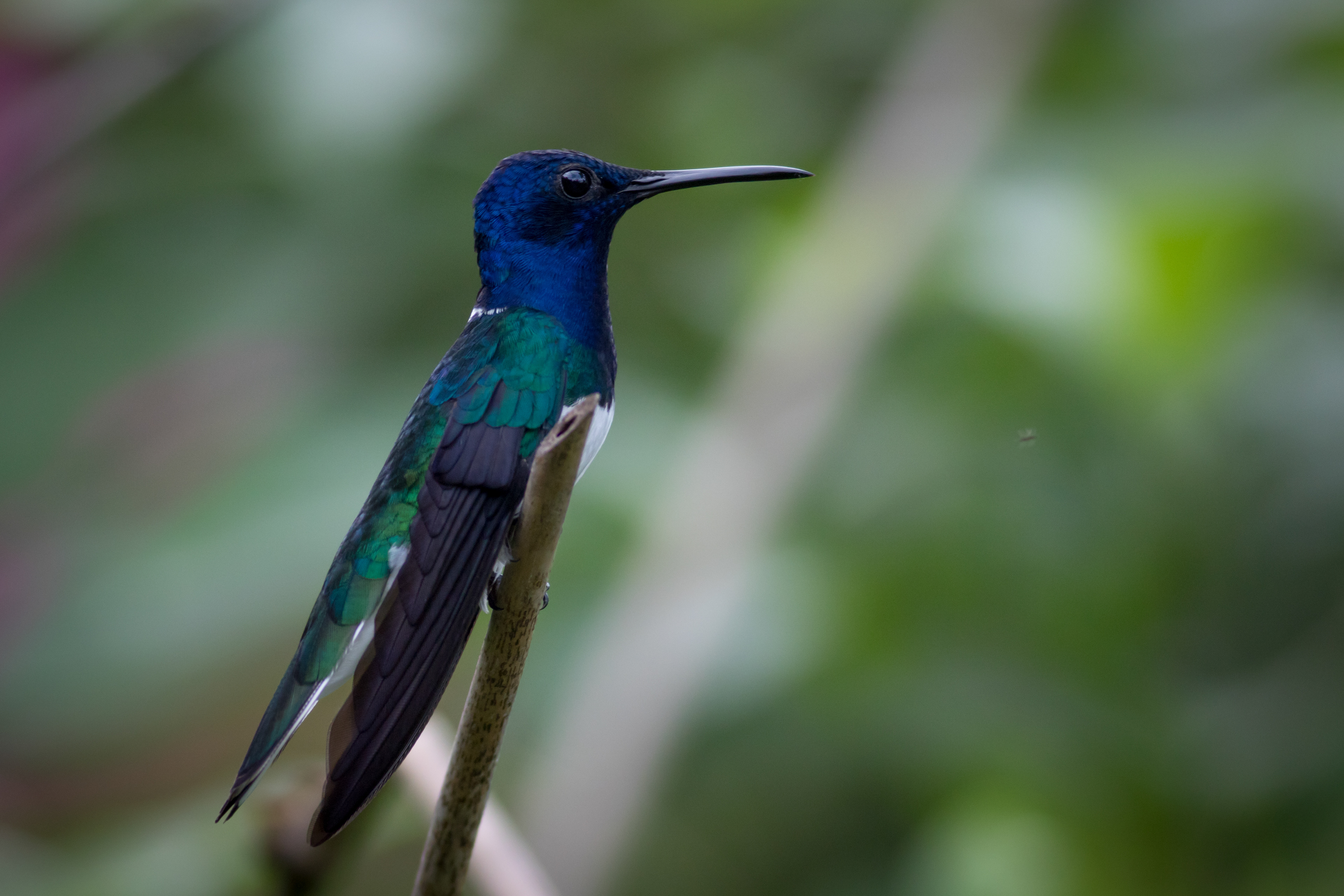 White-necked Jacobin
