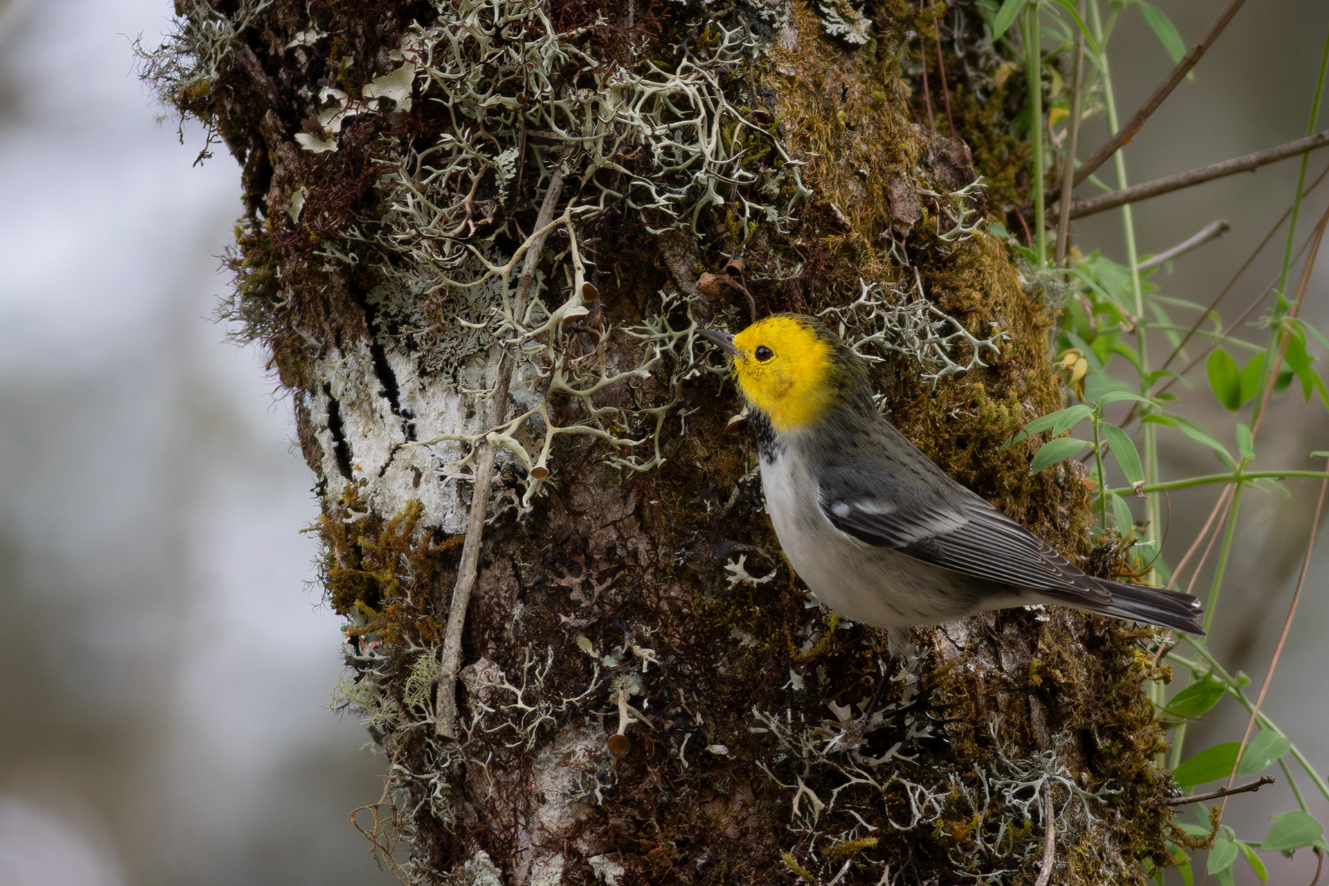 Hermit Warbler, female - Jalisco