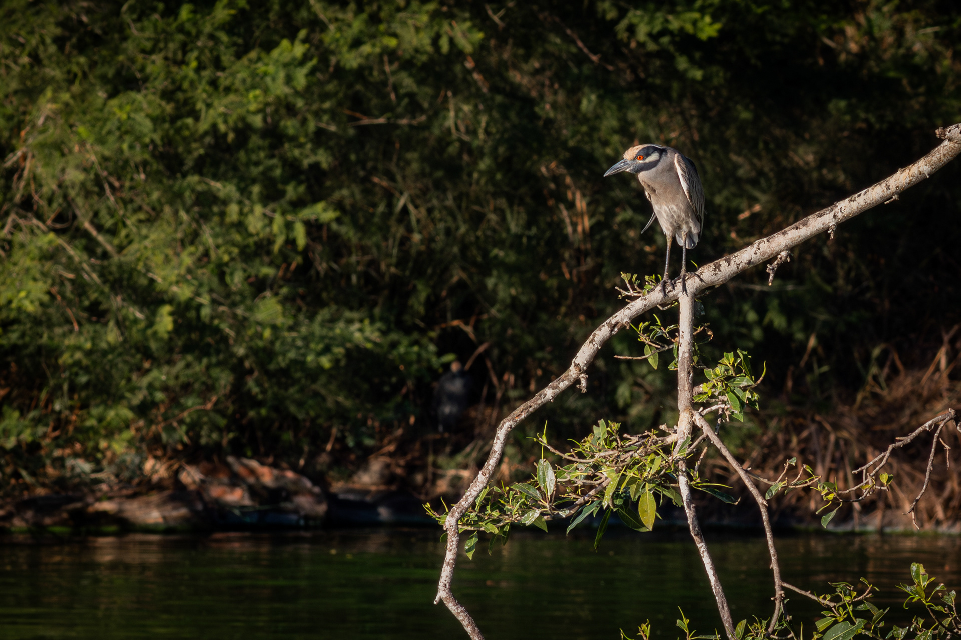 Yellow-crowned Night Heron - Nayarit