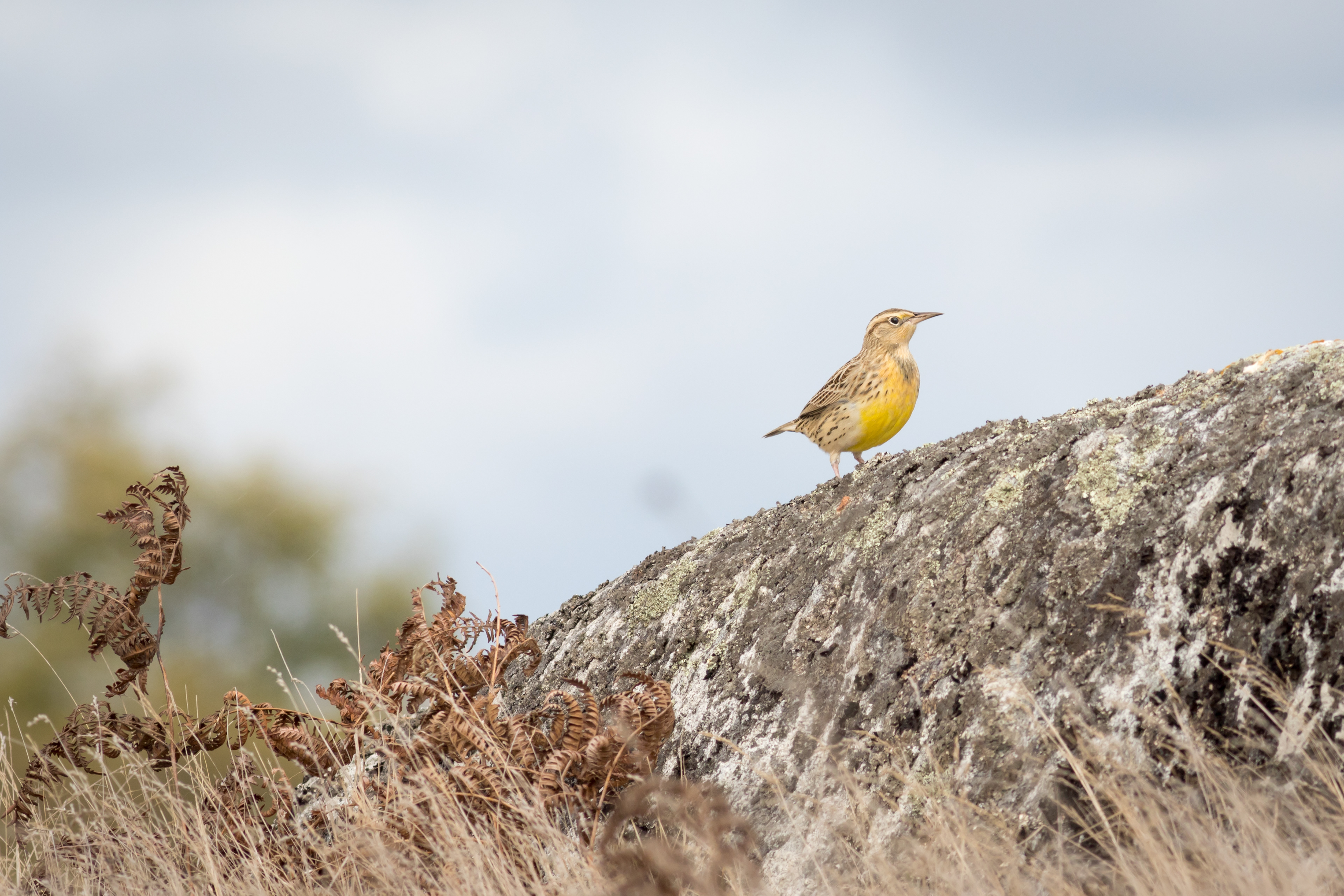 Western Meadowlark - Washington