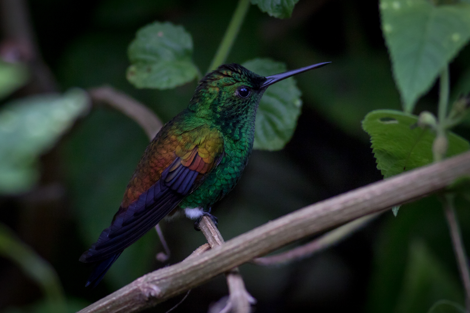 Copper-rumped Hummingbird