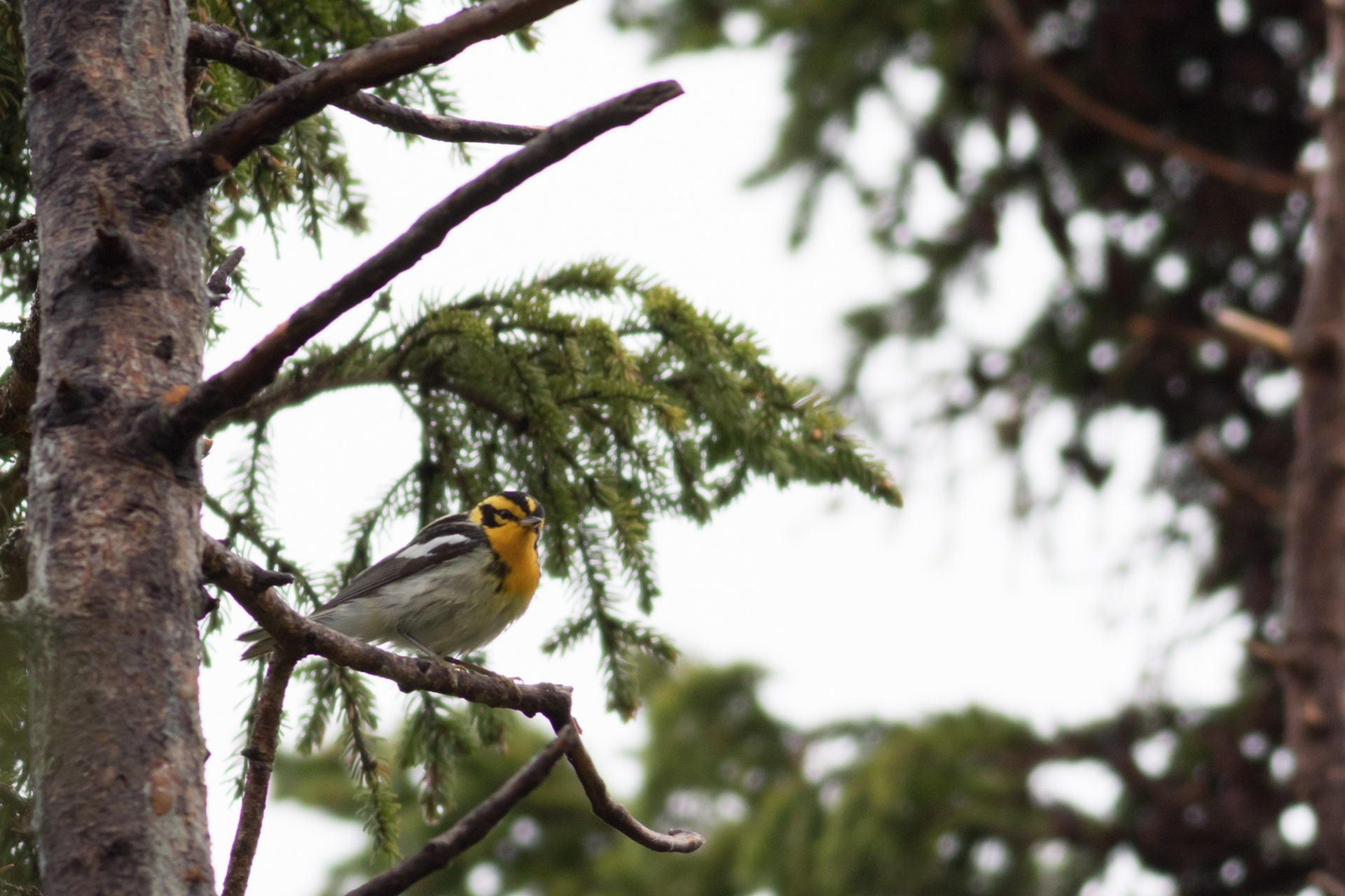 Blackburnian Warbler - Prince Edward Island